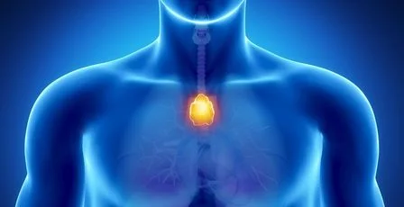 This is the thymus. It was named after the Greek word thumos. Thumos means soul. Yea, just let that sink in.