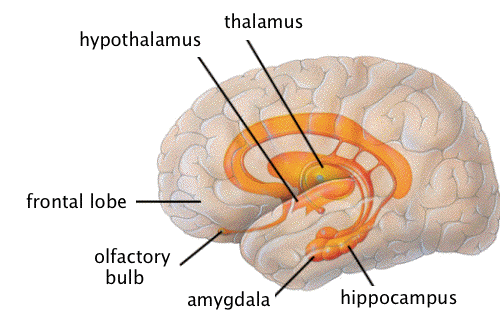 limbic system anatomy 1.gif