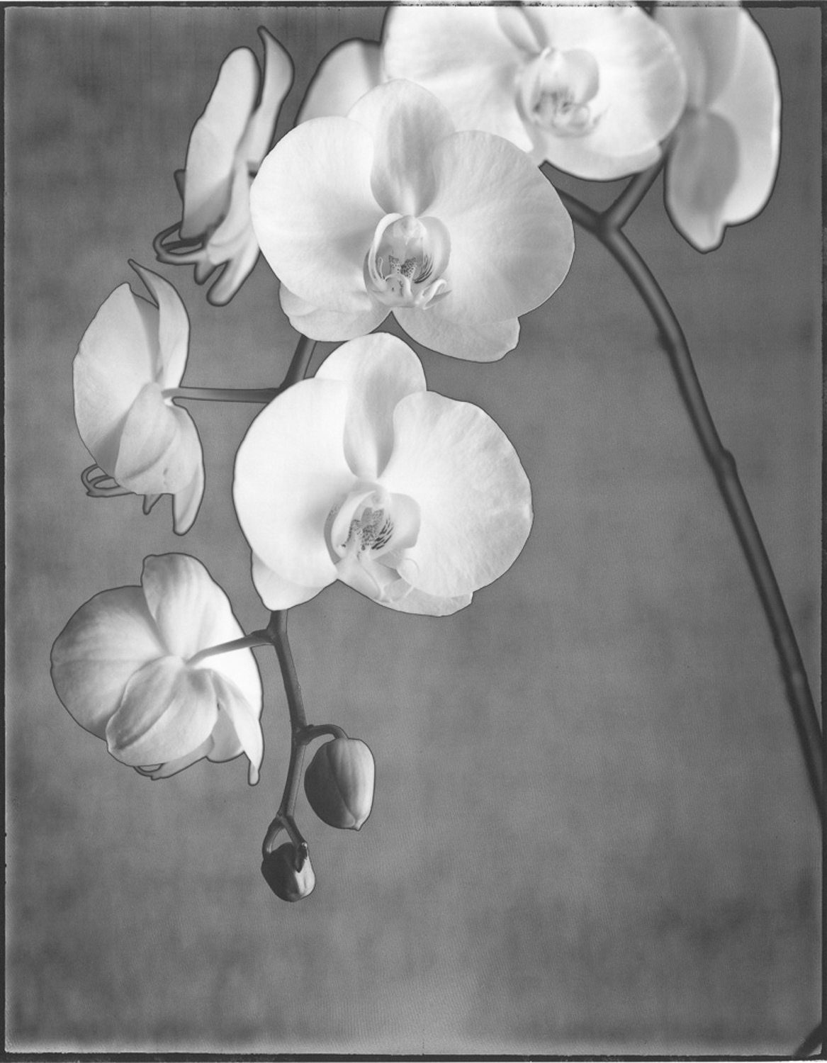 Orchid Phaleanopsis