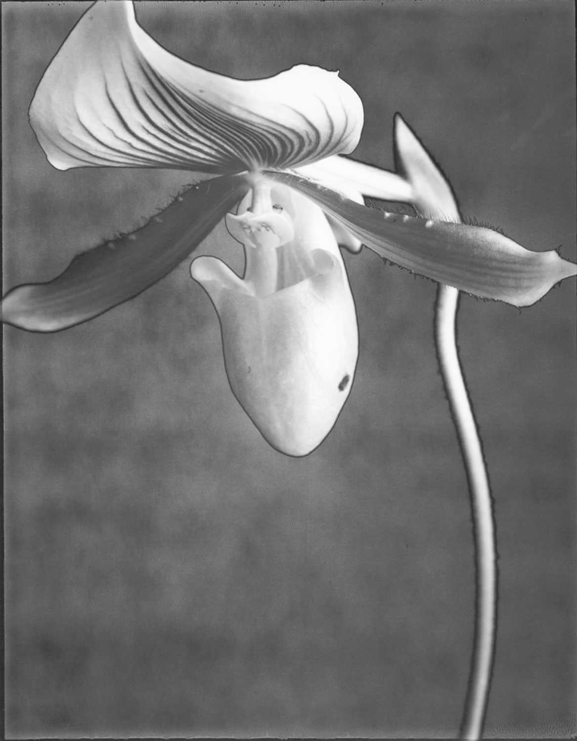 Orchid Alma Gavaert