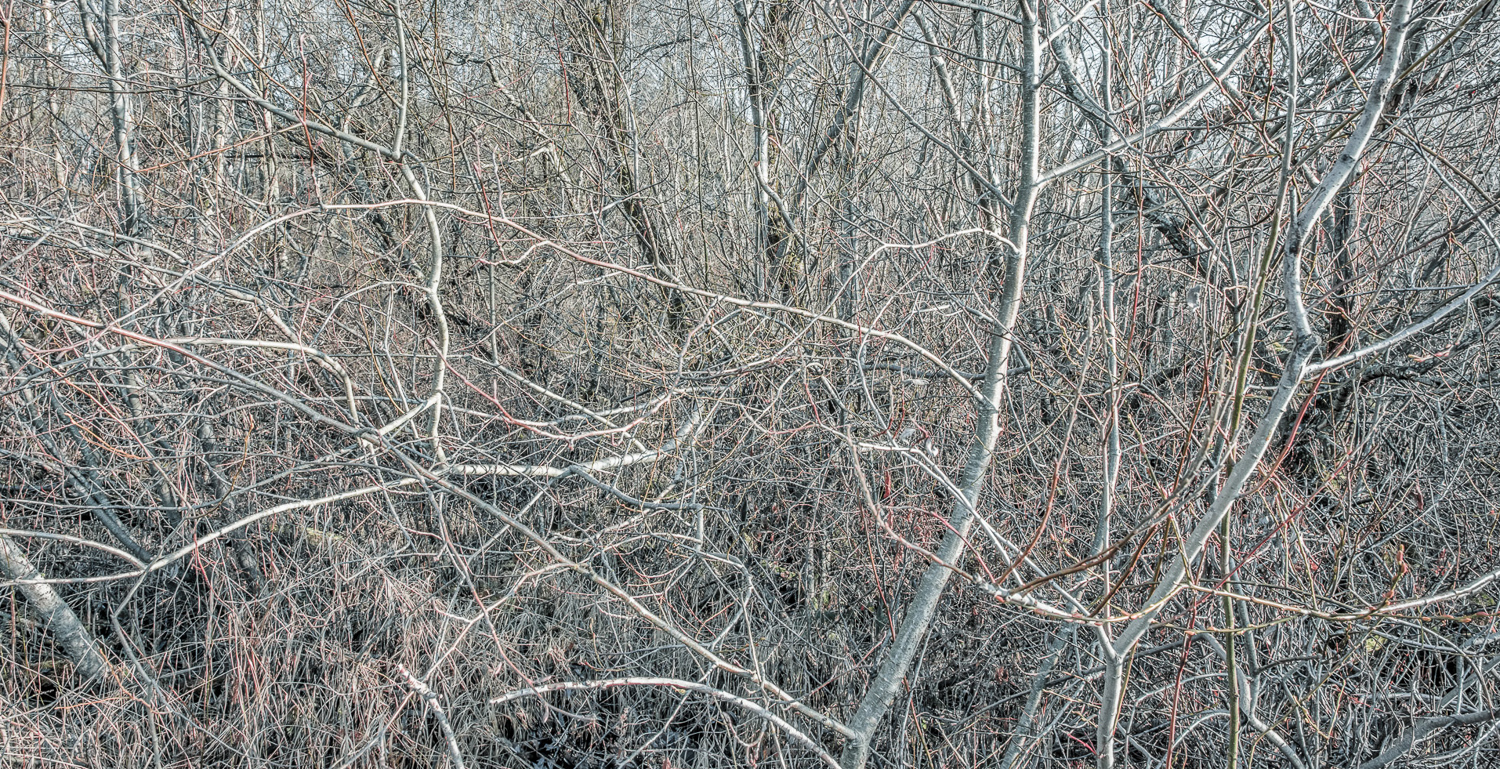 _Thicket 1 ()_.jpg