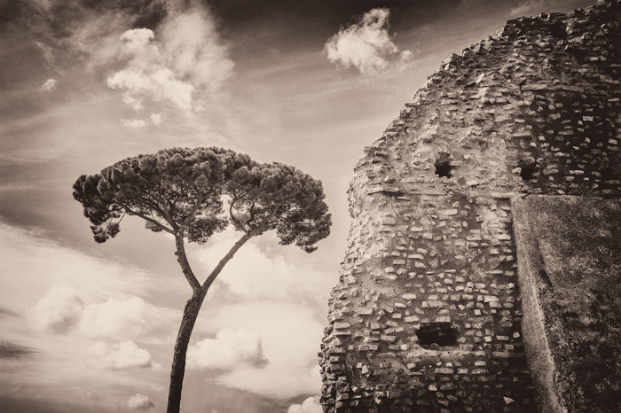 Palatine-Hill,Umbrella Tree, Rome.jpg