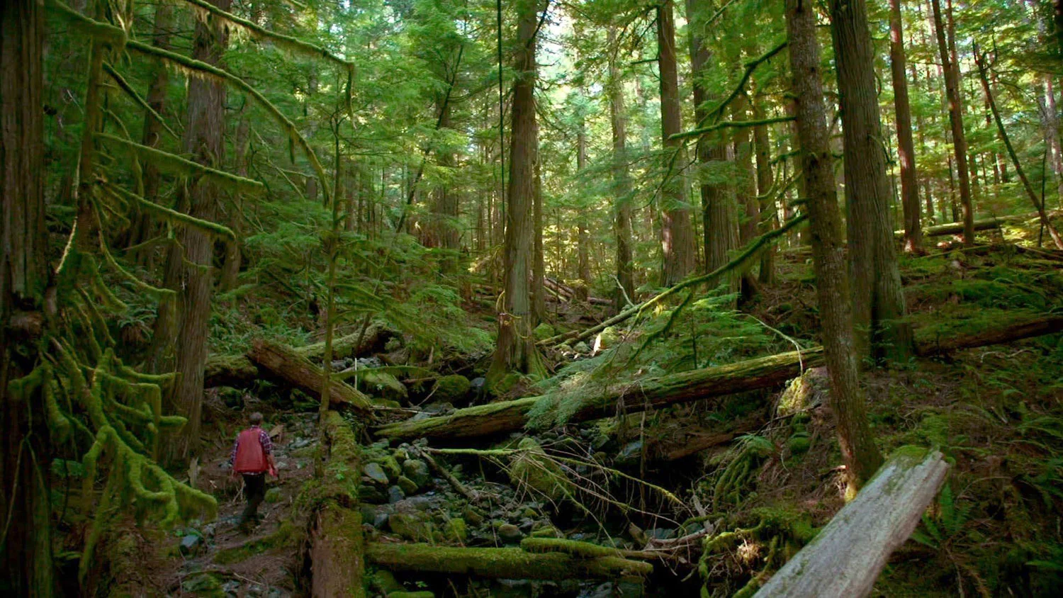 03-Grant-in-forest-WS-WEB.jpg