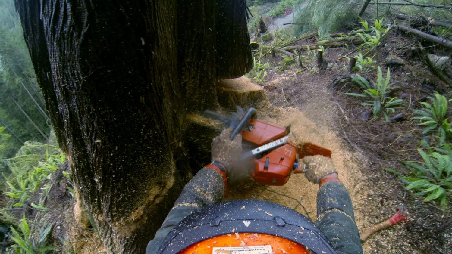 19-Faller-PoV-WEB.jpg