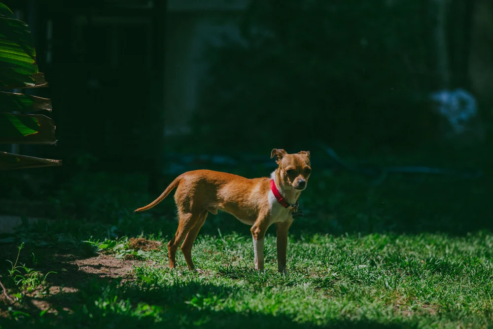      

 
   Memorial Day / Family,&nbsp;BBQ, pups, &amp;&nbsp;sunshine! 
 






















    


  

  


 
   
    
      

        
          
             
              
                    
              

              
                
