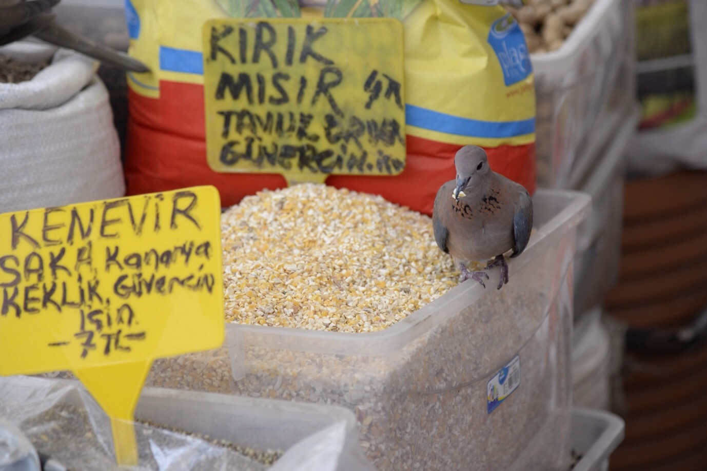 The local doves thought the pet market seed stalls are a great place to sample the wares.