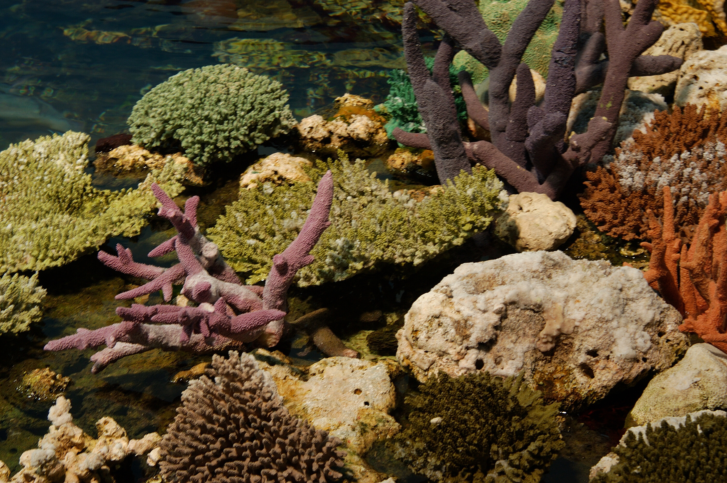 The variety and color of the coral in the south seas is incredible! I only wish we had the time during this trip to see it in person while snorkeling on the Great Barrier Reef!