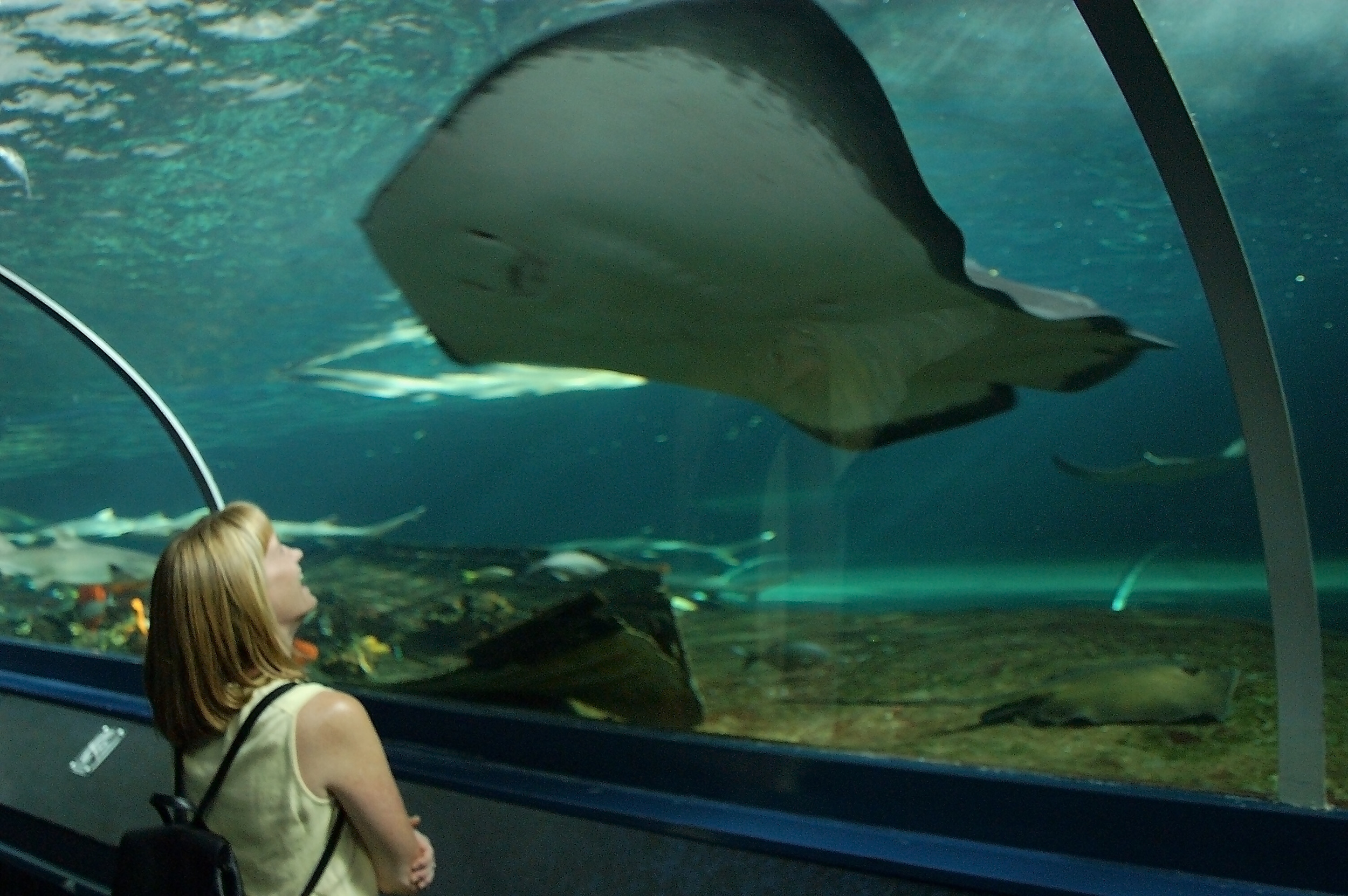 A huge ray in the Shark and Ray tank