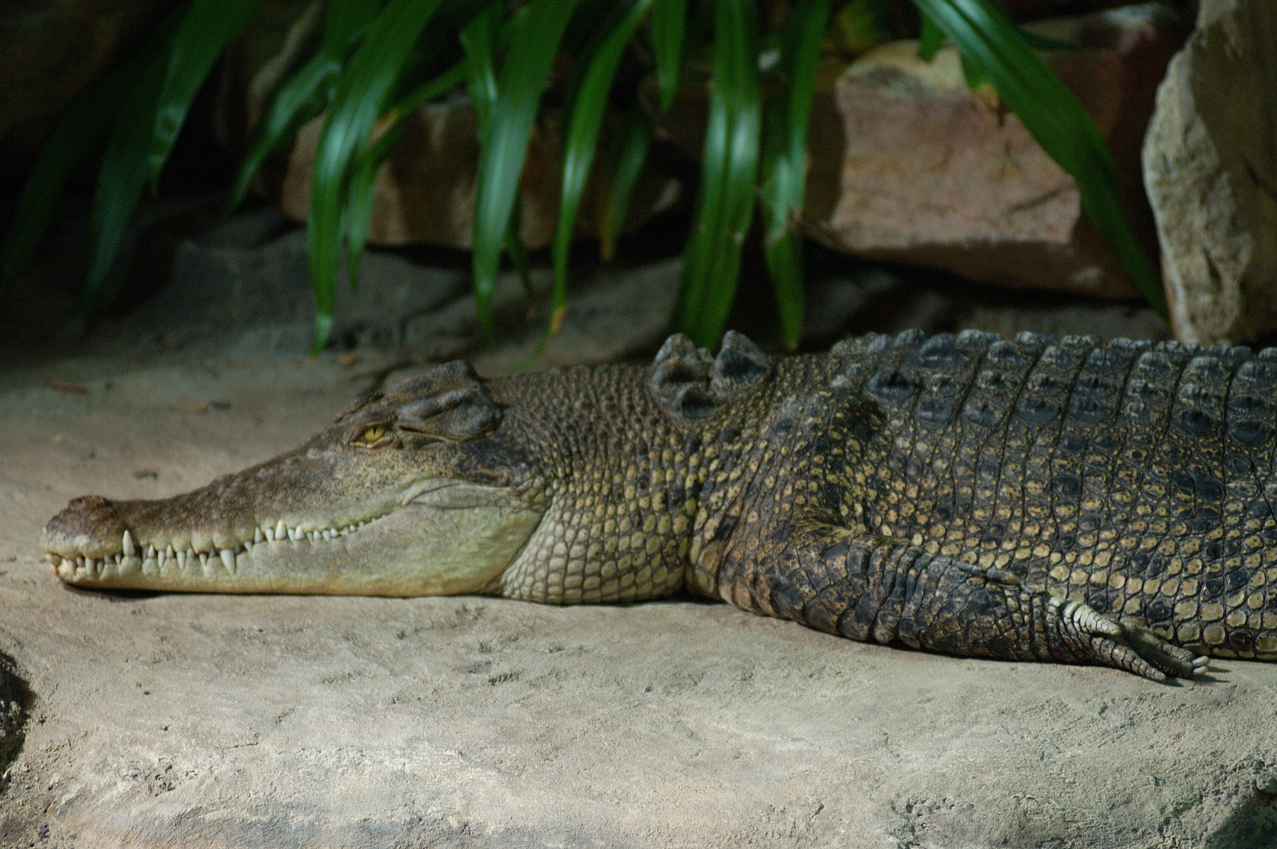 Some of those "things that can kill you" a huge crocodile..
