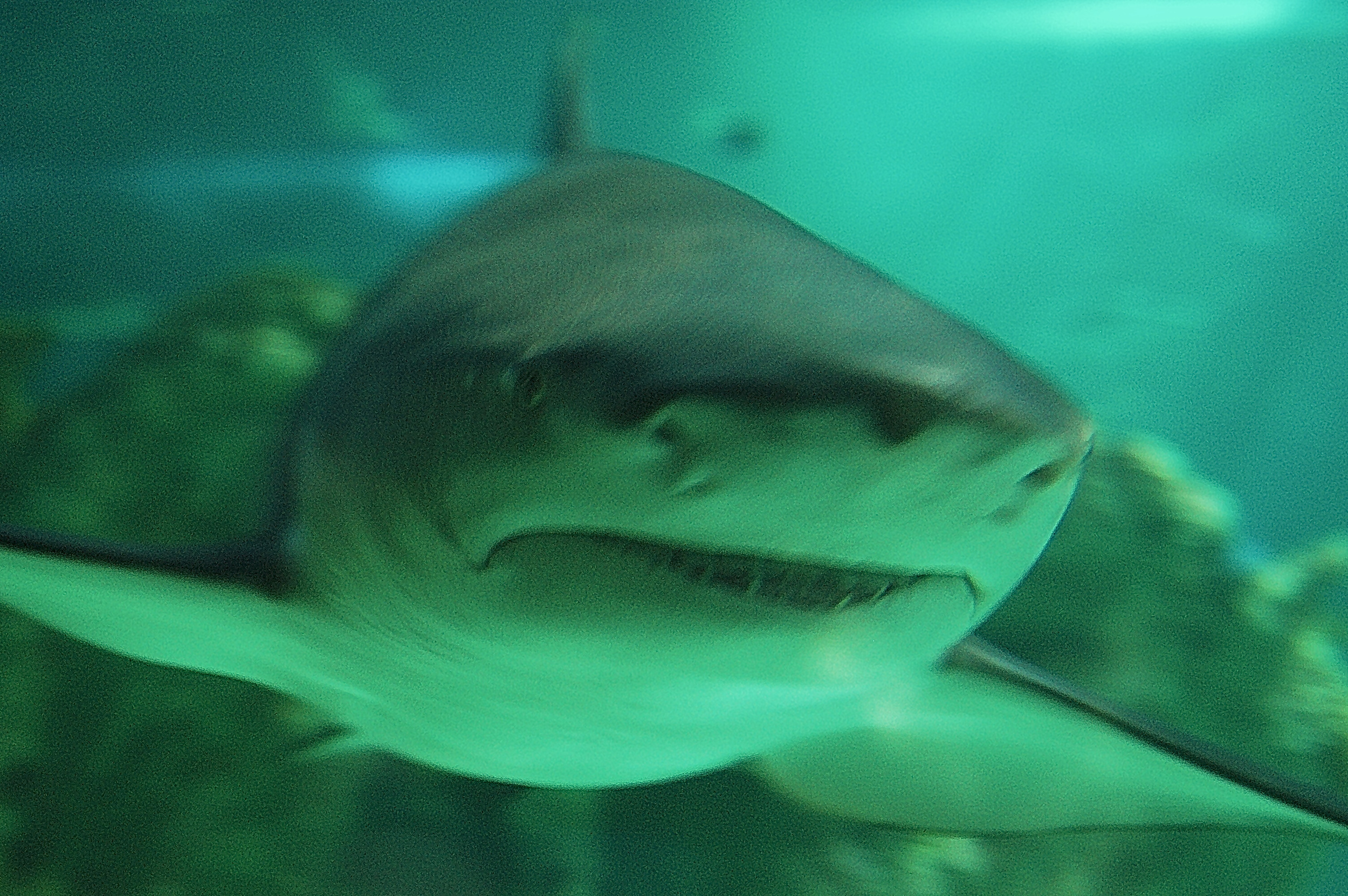 ...and of course sharks!