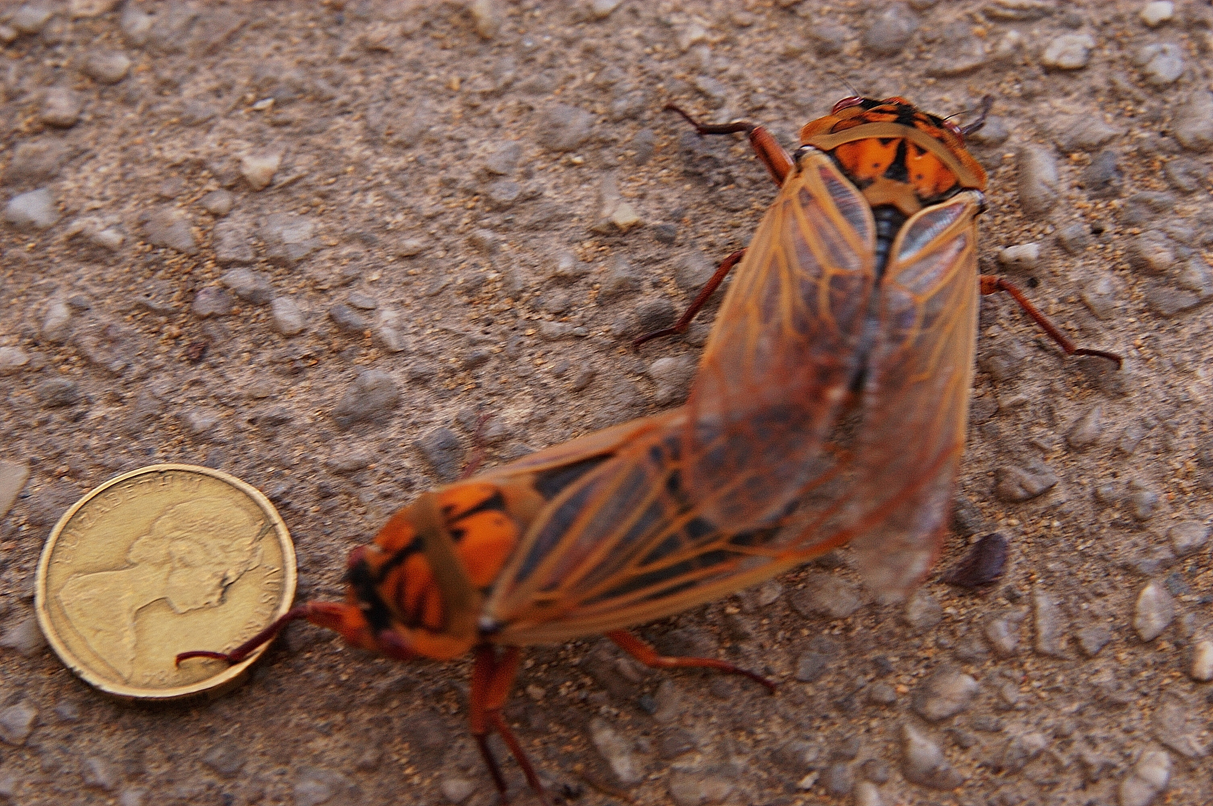 During our springtime visit, the cicadas had hatched. There were thousands of them all calling at the same time. The noise was incredible, and we saw them everywhere.