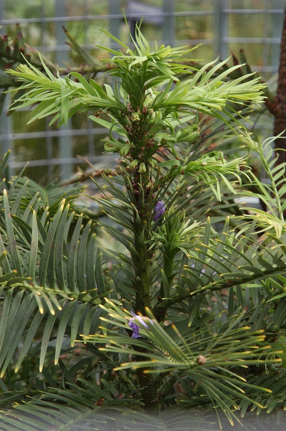 The Wolemi Pine