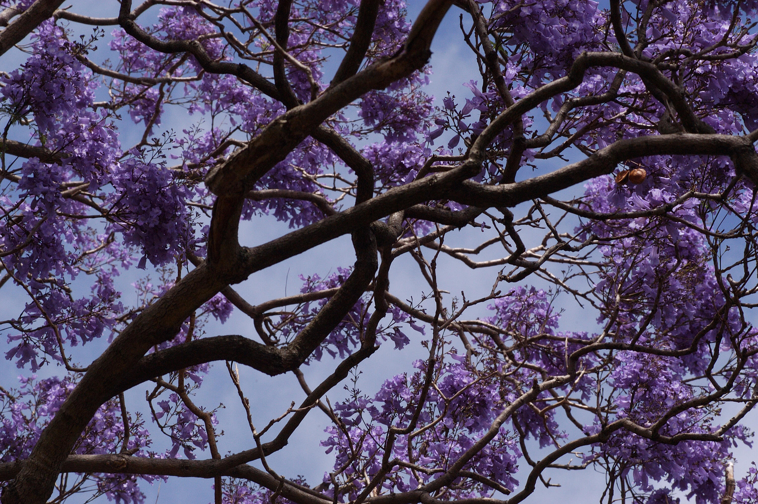 Beautiful jacaranda trees were in bloom when we visited.