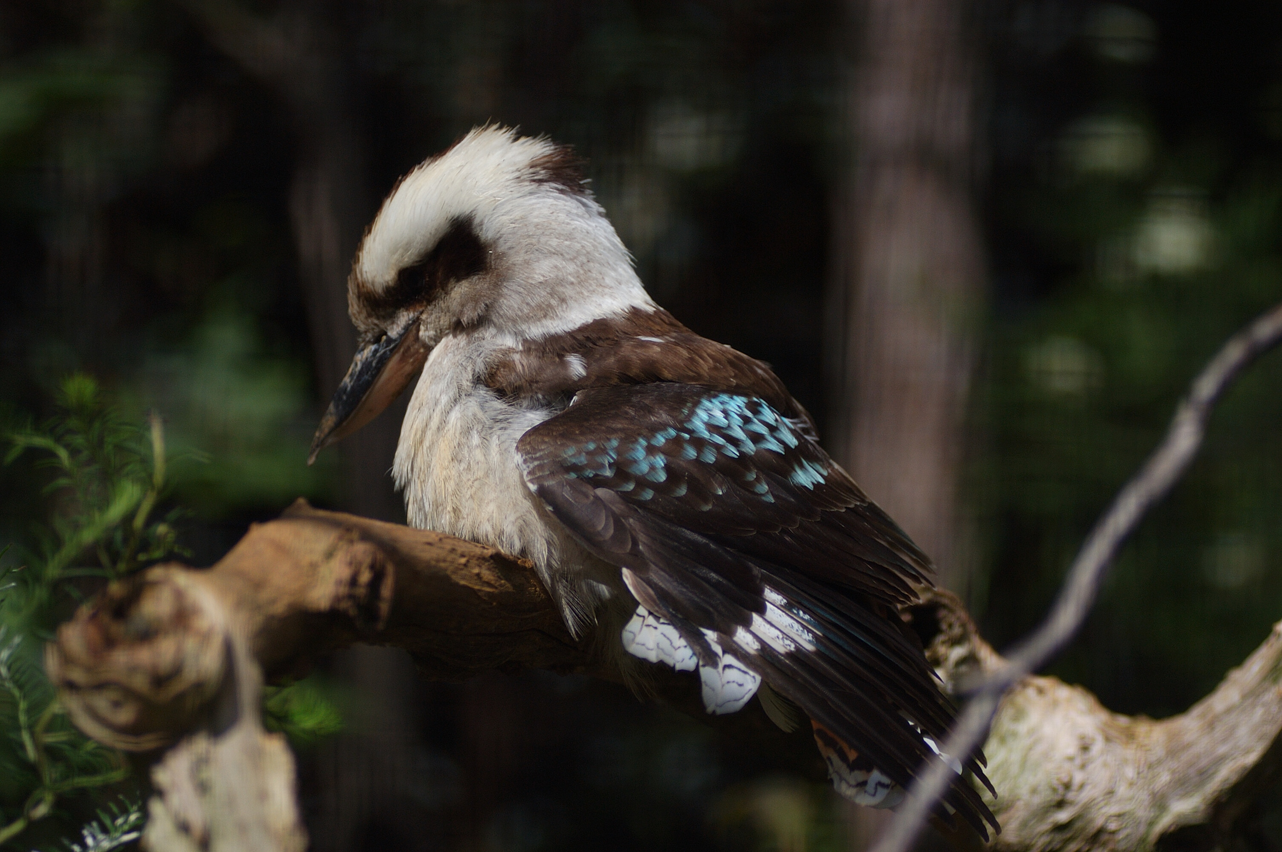kookabura