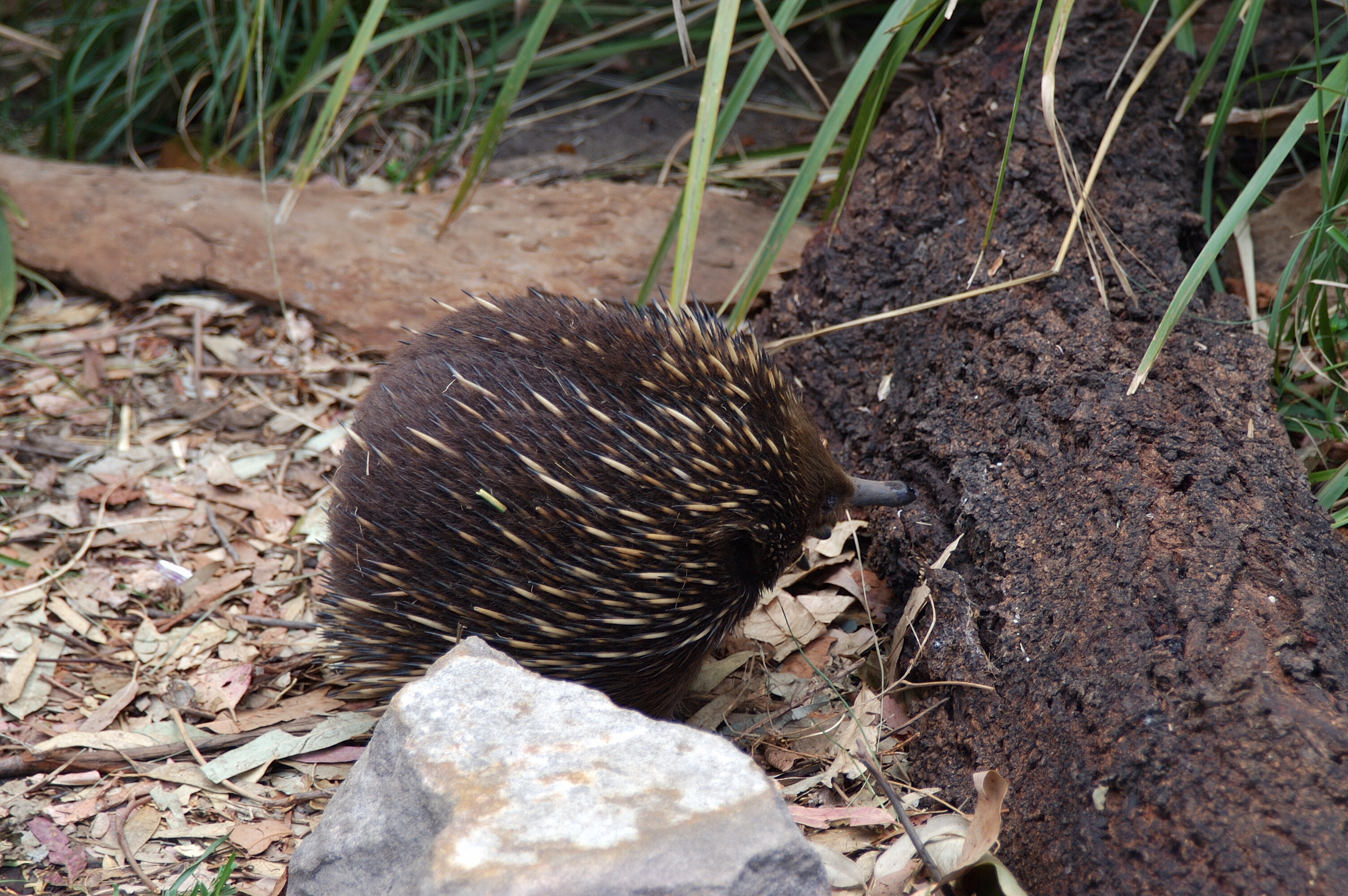 The sweet little echidna became the mascot for my amazement of the varied flora and fauna in Australia!