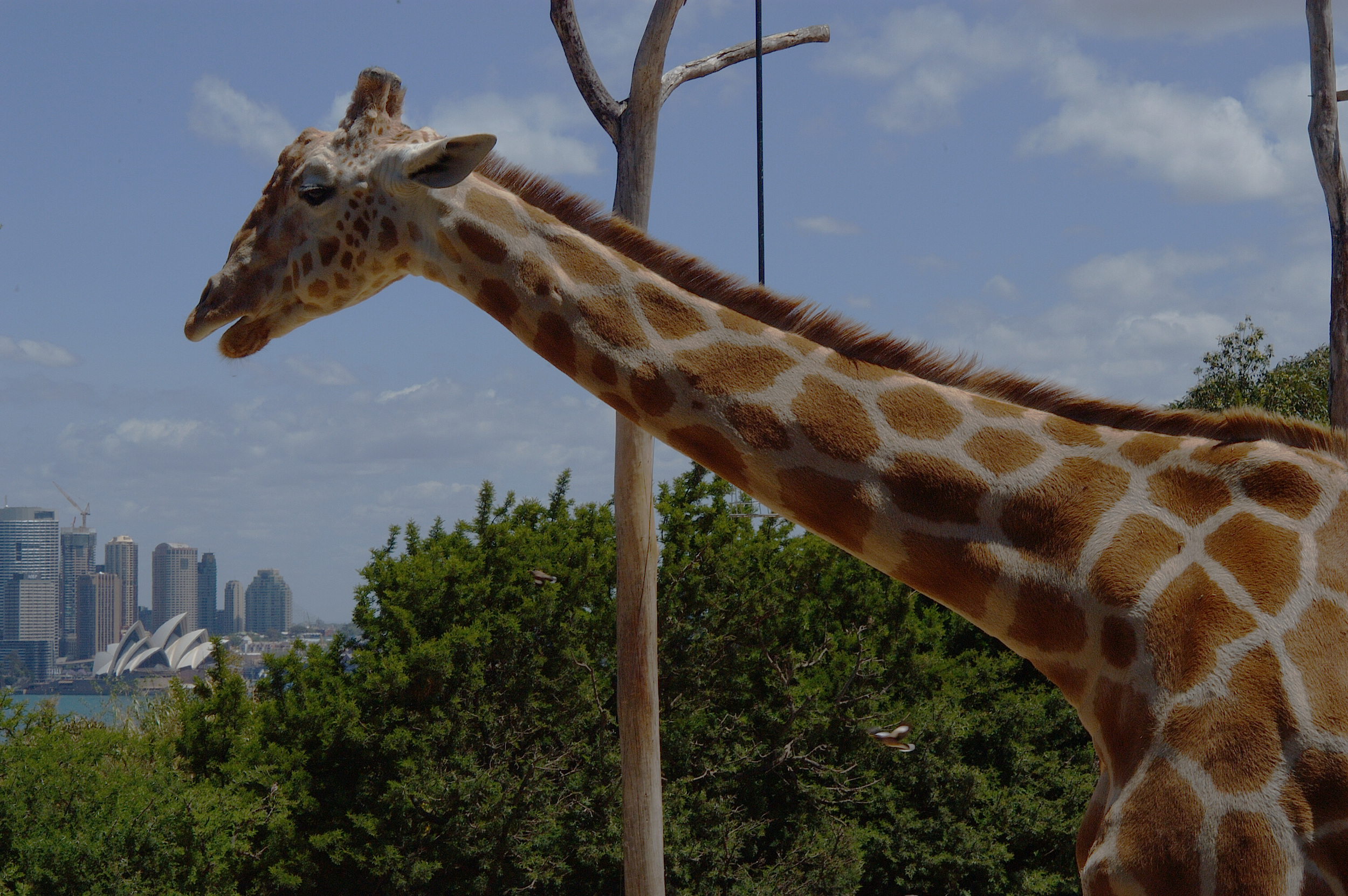  The "zoo with a view"