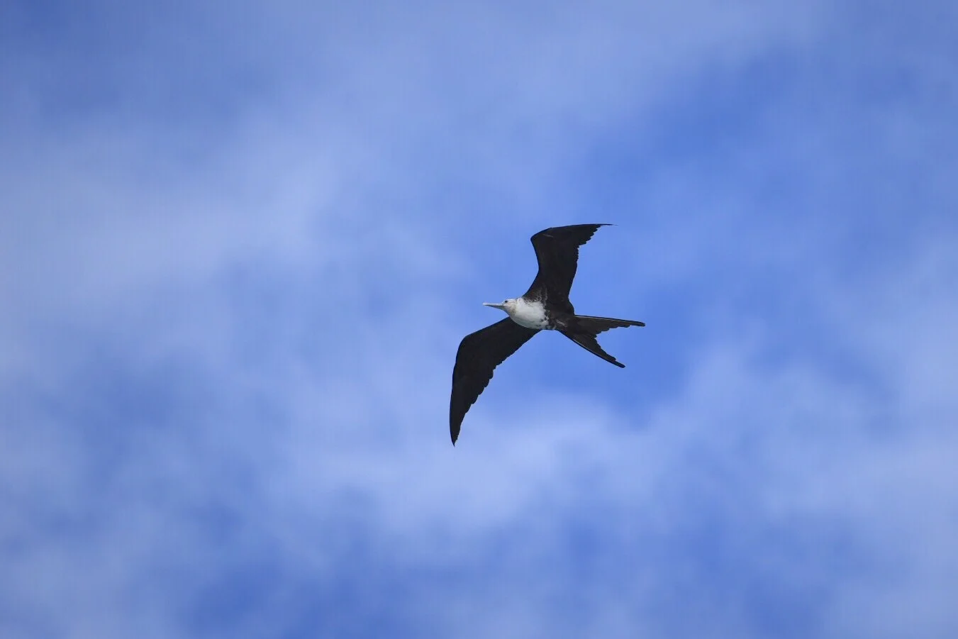 Frigate bird