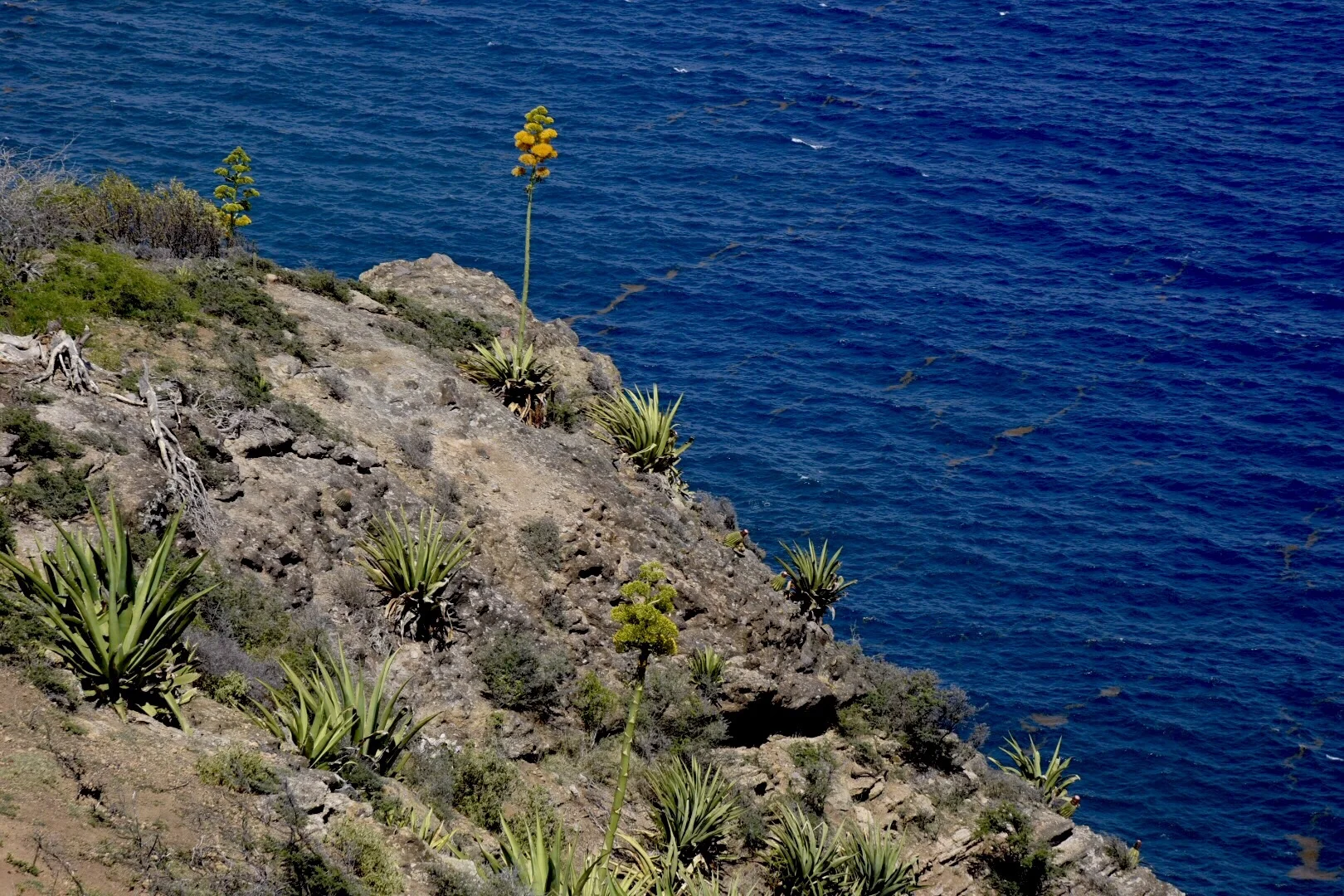 The dramatic century plant on the coast of Antigua