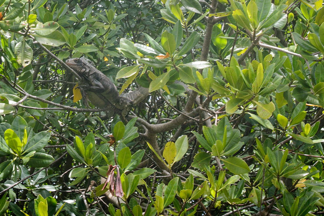 An iguana living in the mangroves