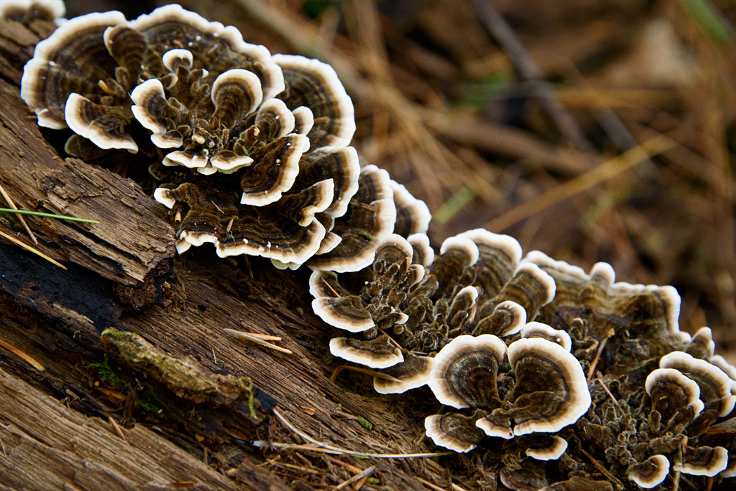 A detail of fungus along the Faulkner Trail