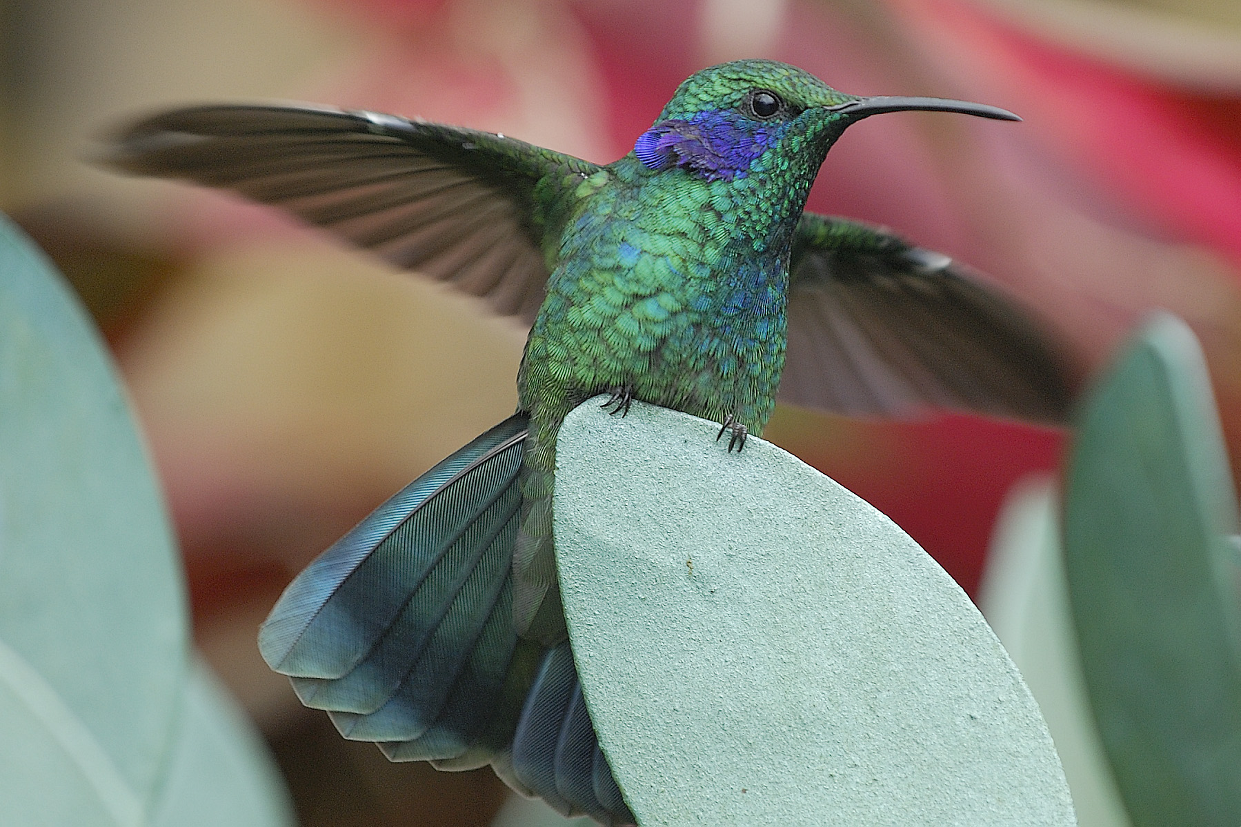 There were several areas of hummingbird gardens and feeders. The diversity of hummingbirds in Costa Rica is amazing!