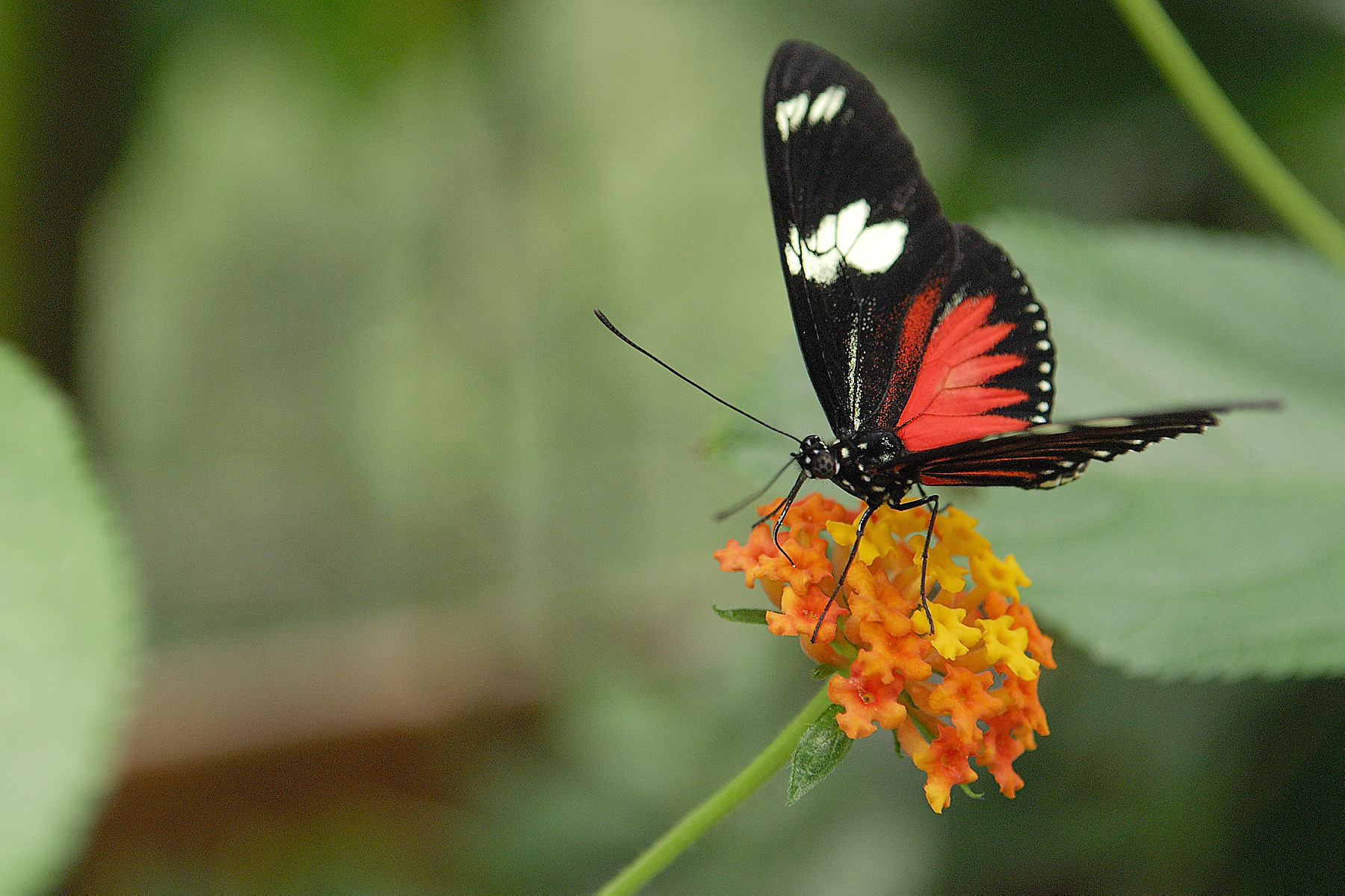 La Paz also features an enclosed butterfly garden