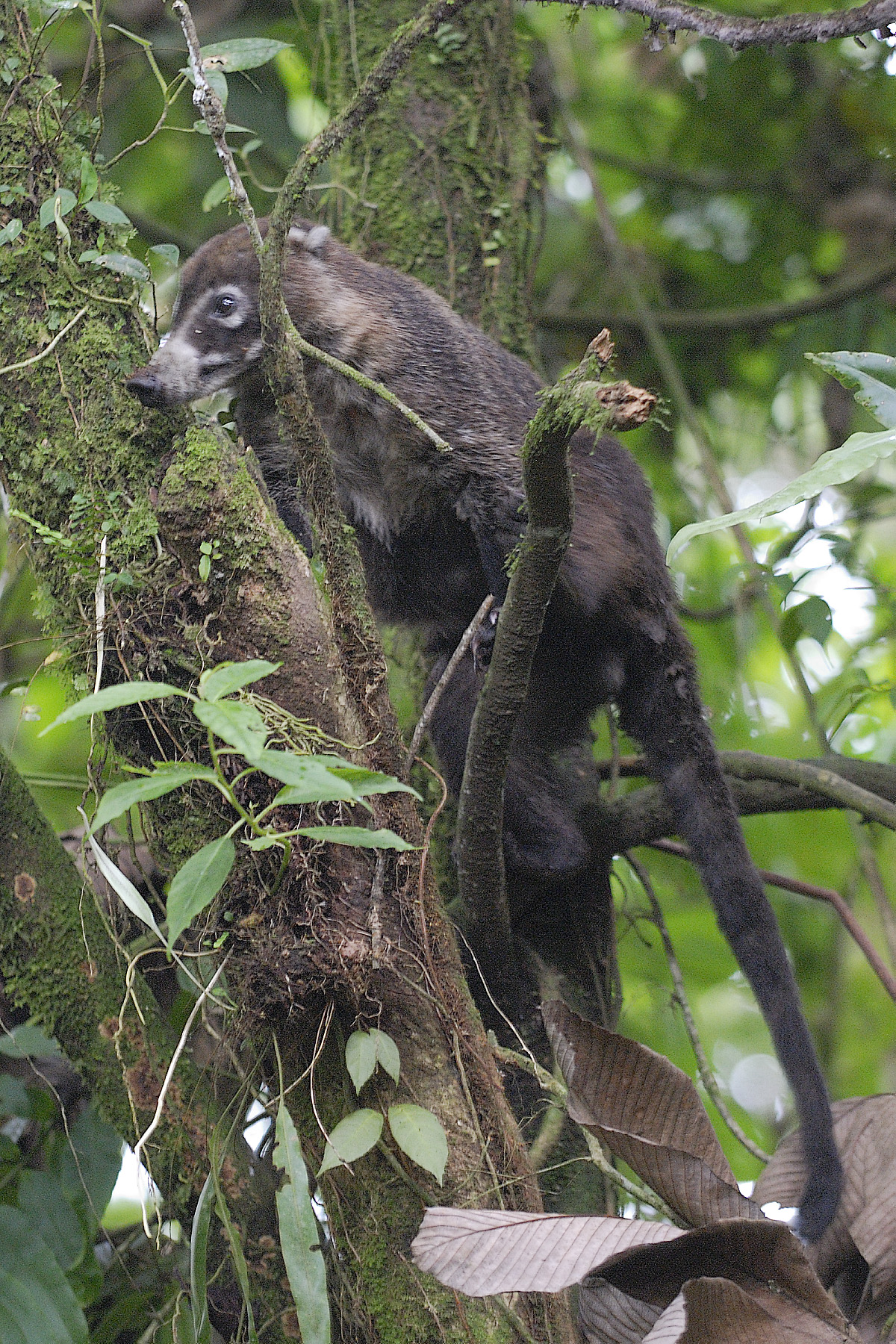 A wild coati we glimpsed near the trail, quite habituated to humans, La Paz was a great place for people with less mobility or young children to spot wildlife, and learn what to look for in wilder settings.