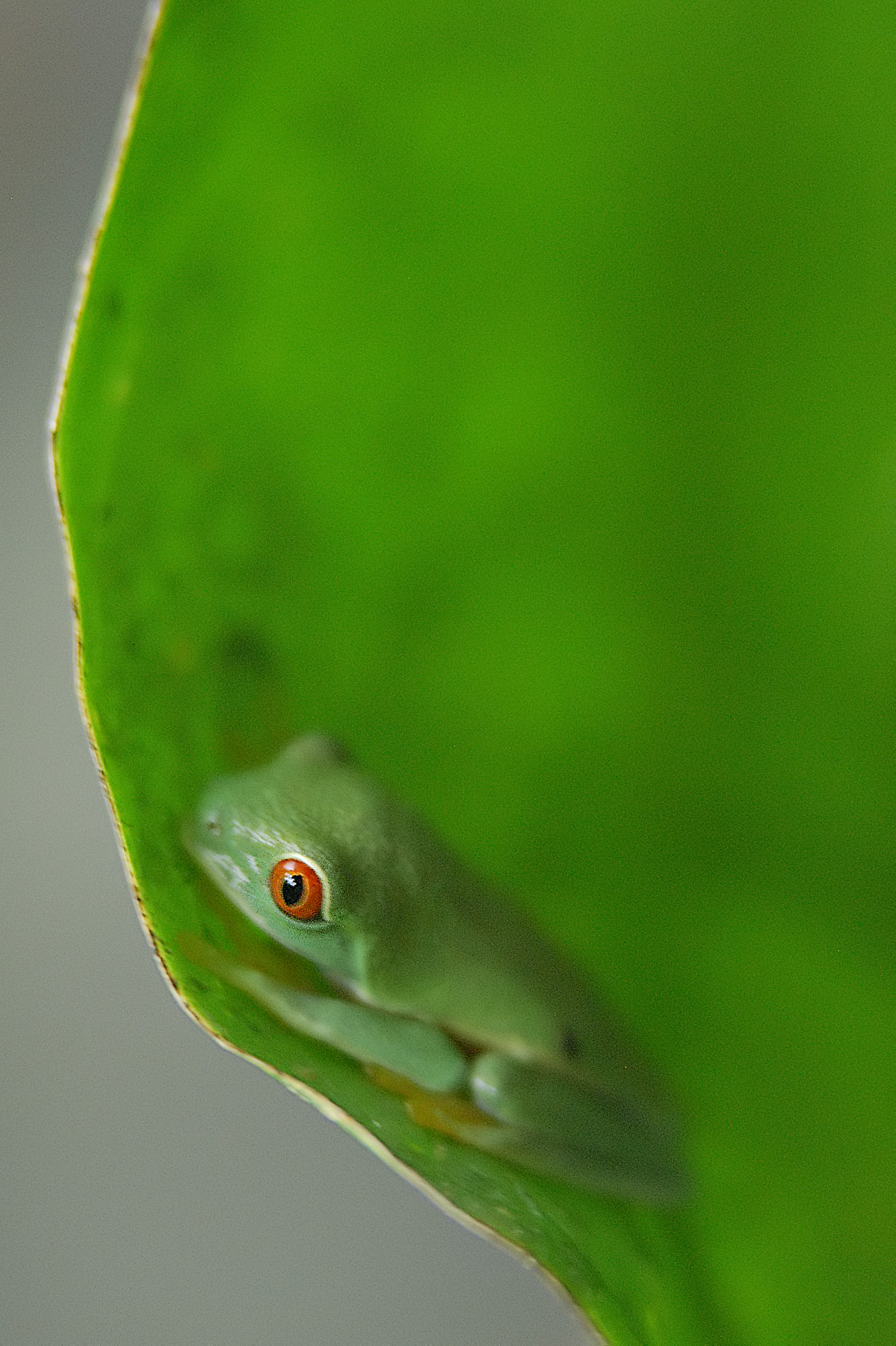 Barely fingertip size, this tiny tree frog was another animal revealed by our guide during our hike.