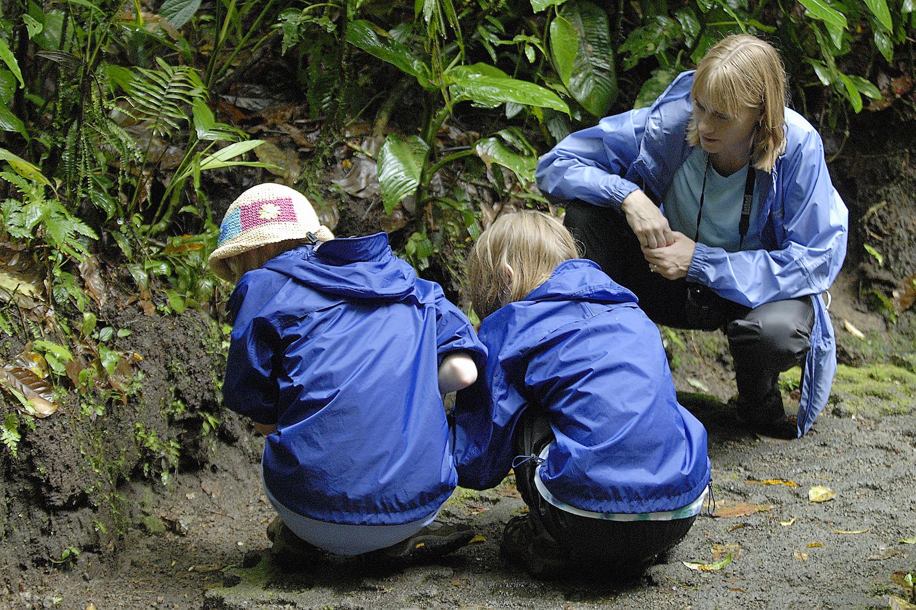 Watching a line of leaf cutter ants
