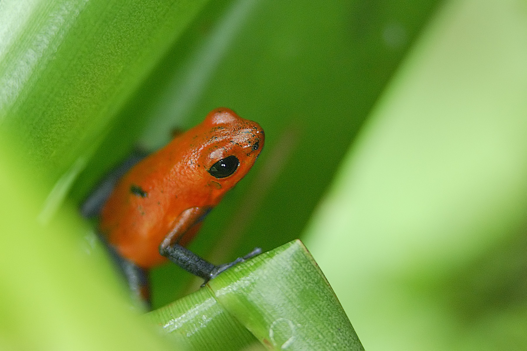 A blue jeans frog