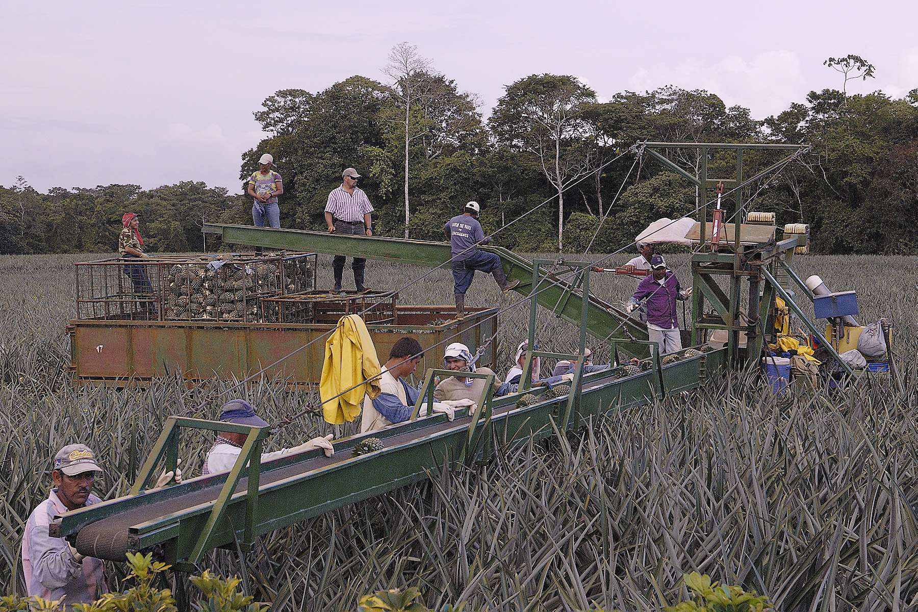 Harvesting pineapples in the field; a motorized conveyor belt rolls through the field and workers pick the ripe fruit and it makes it way to the truck