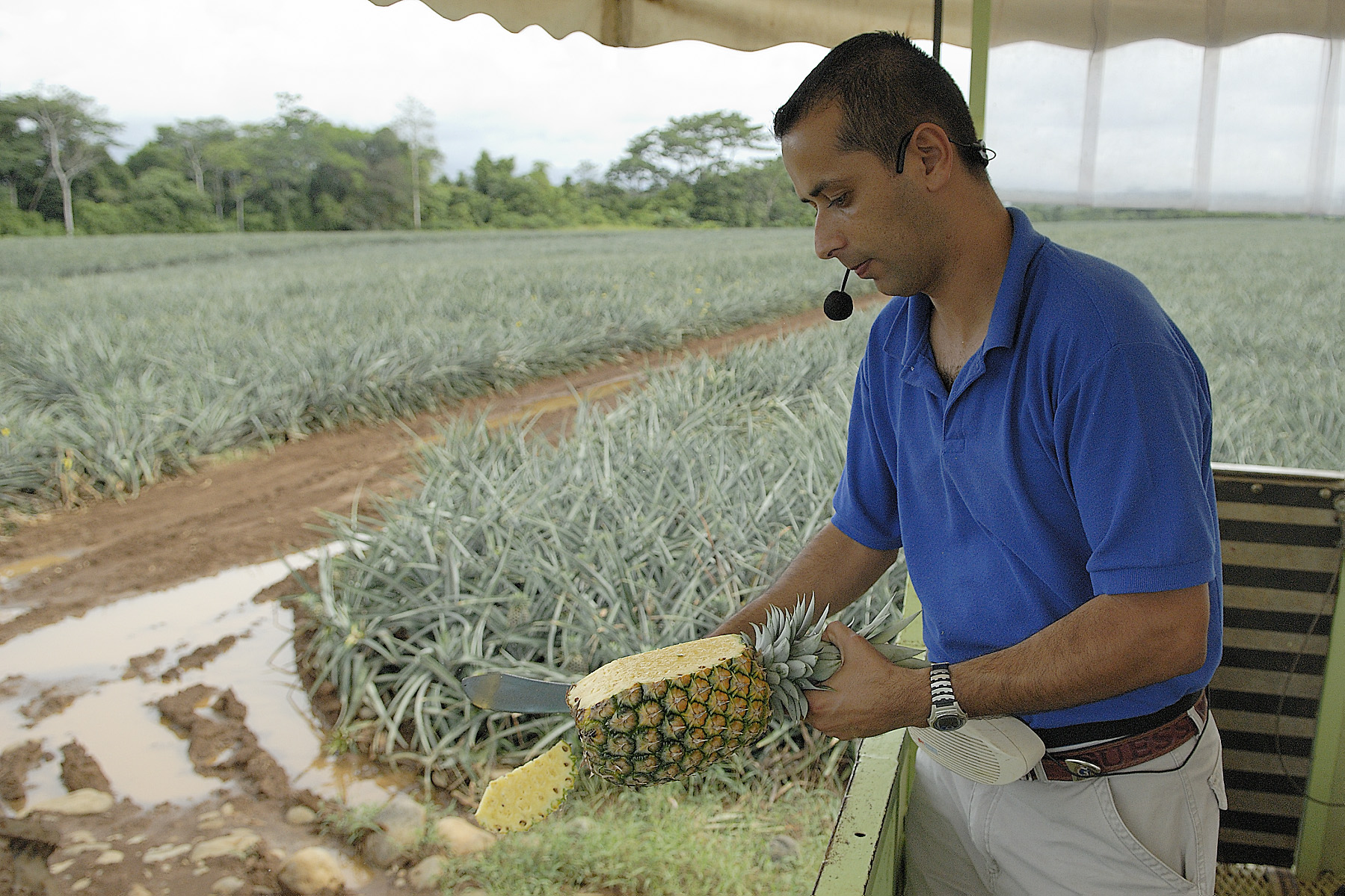Our local guide- the pineapple slayer!
