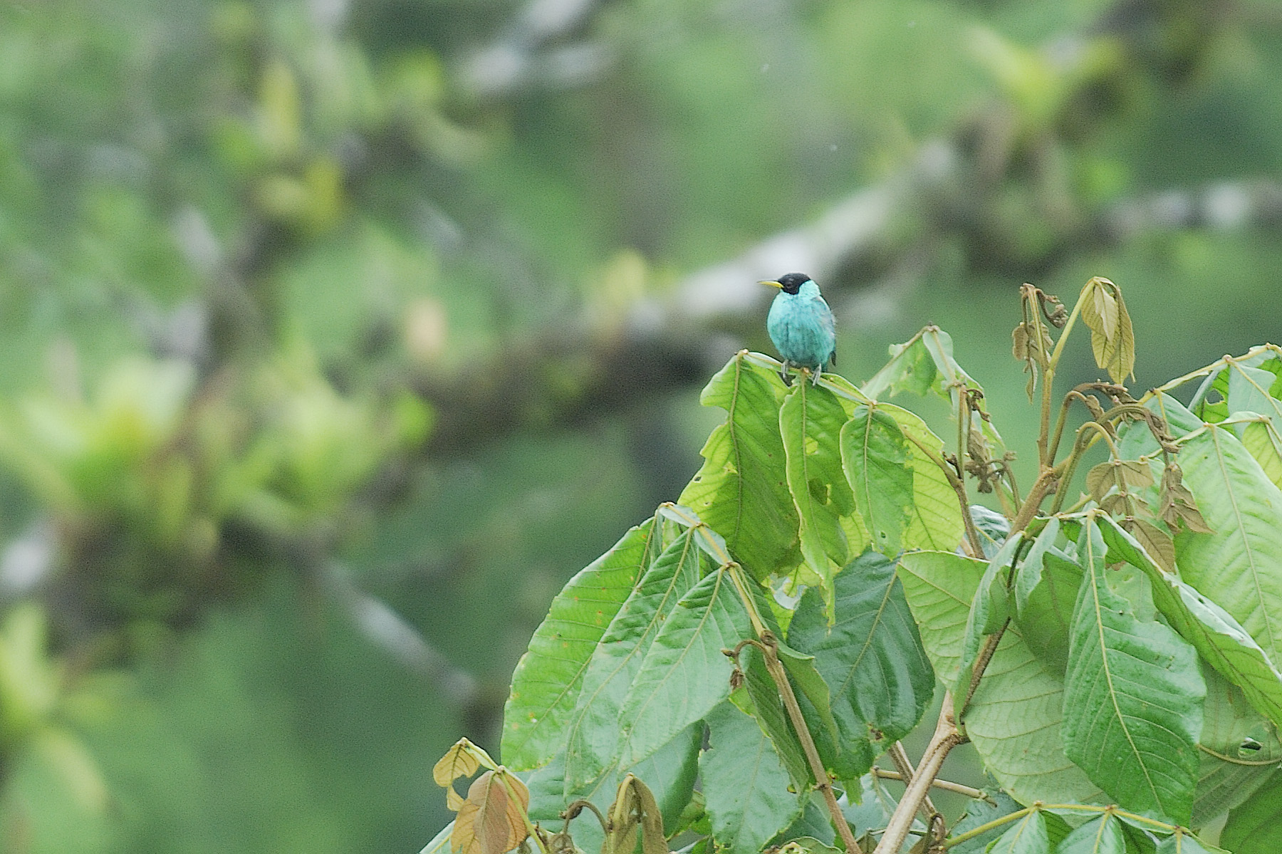 green honeycreeper