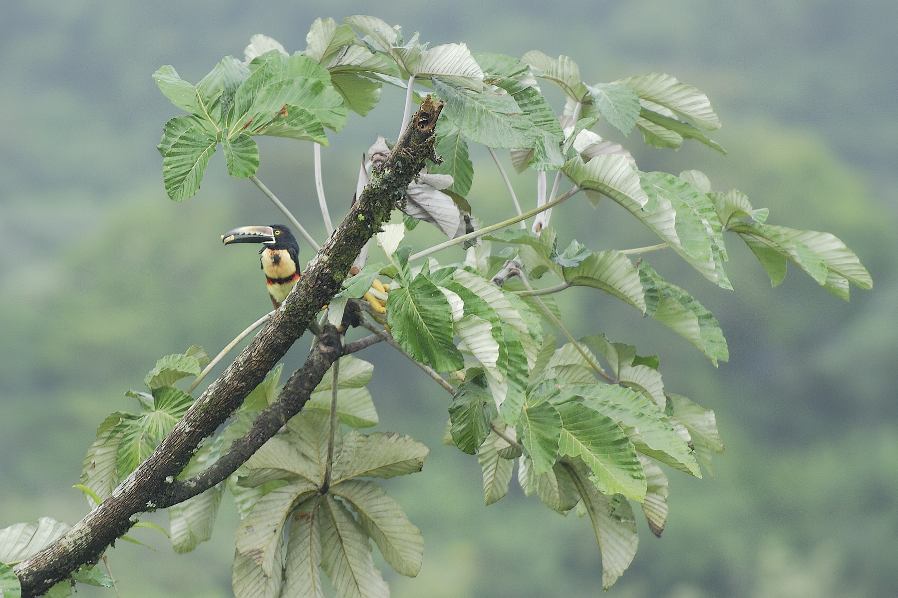 Toucan