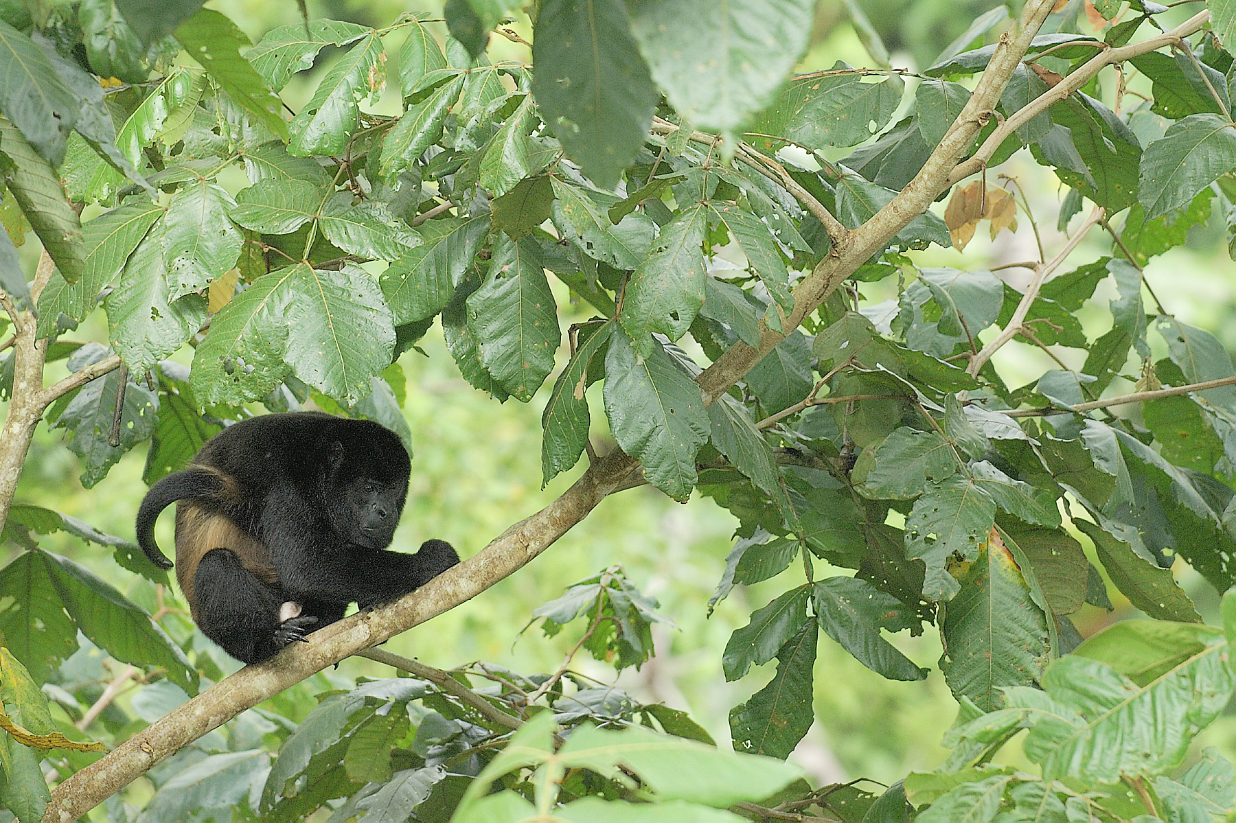 howler monkey