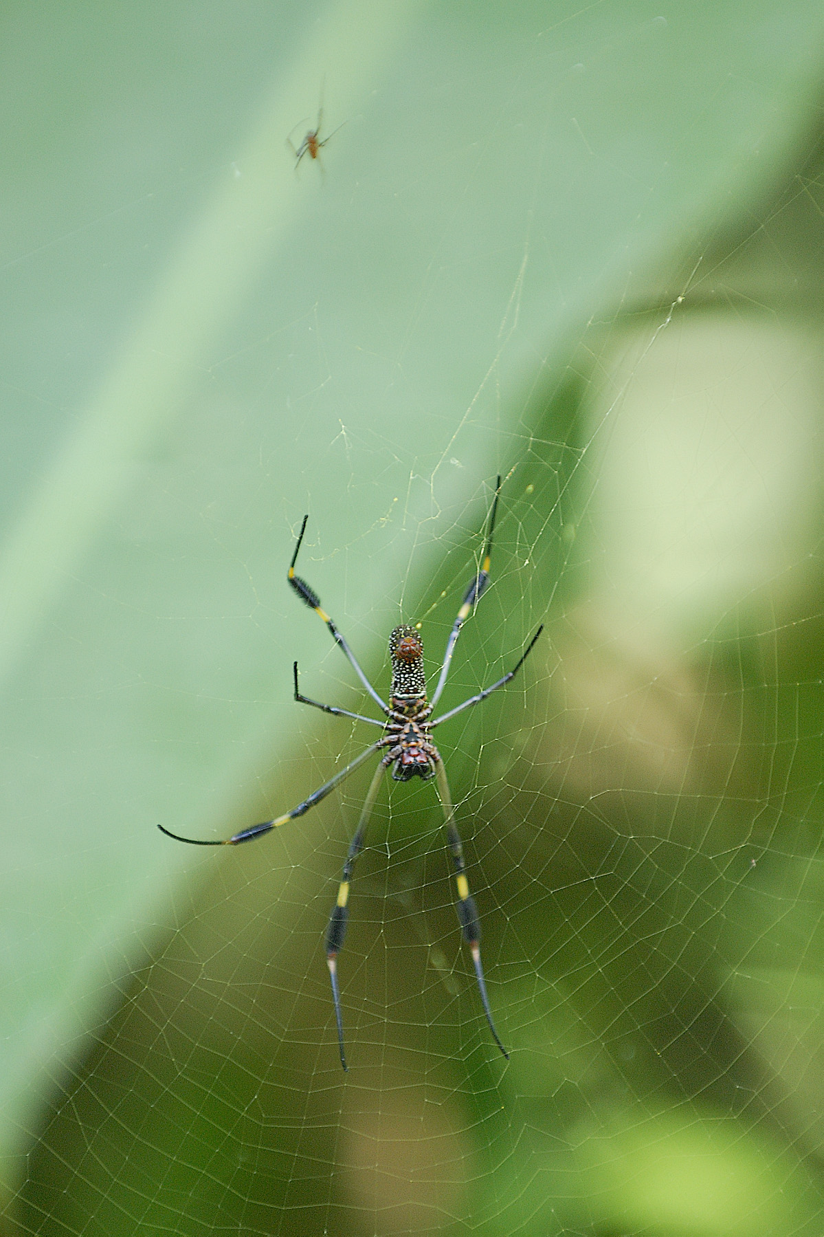 Not all the wildlife is huge...our guides were quick to point out the amazing variety of insects too.