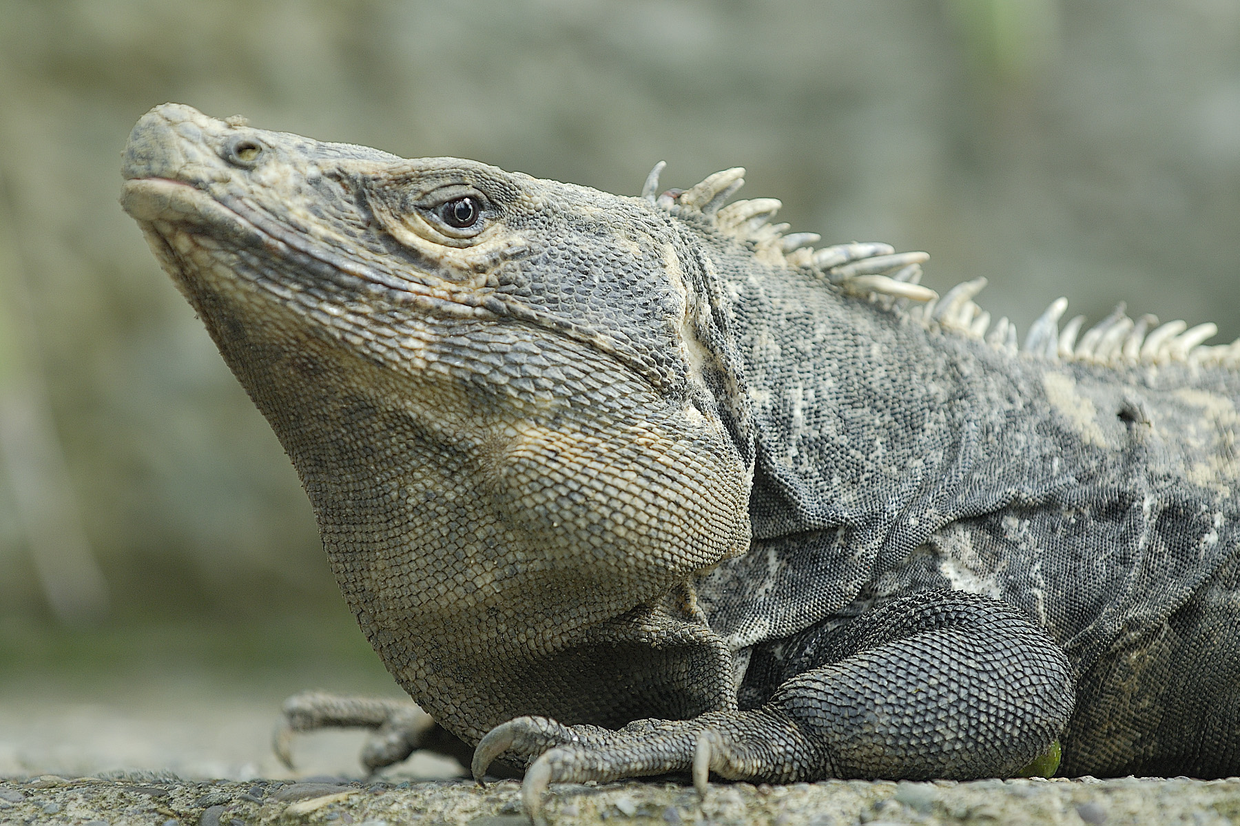Iguana were everywhere, including on the hot patios and pool decks at our resort.