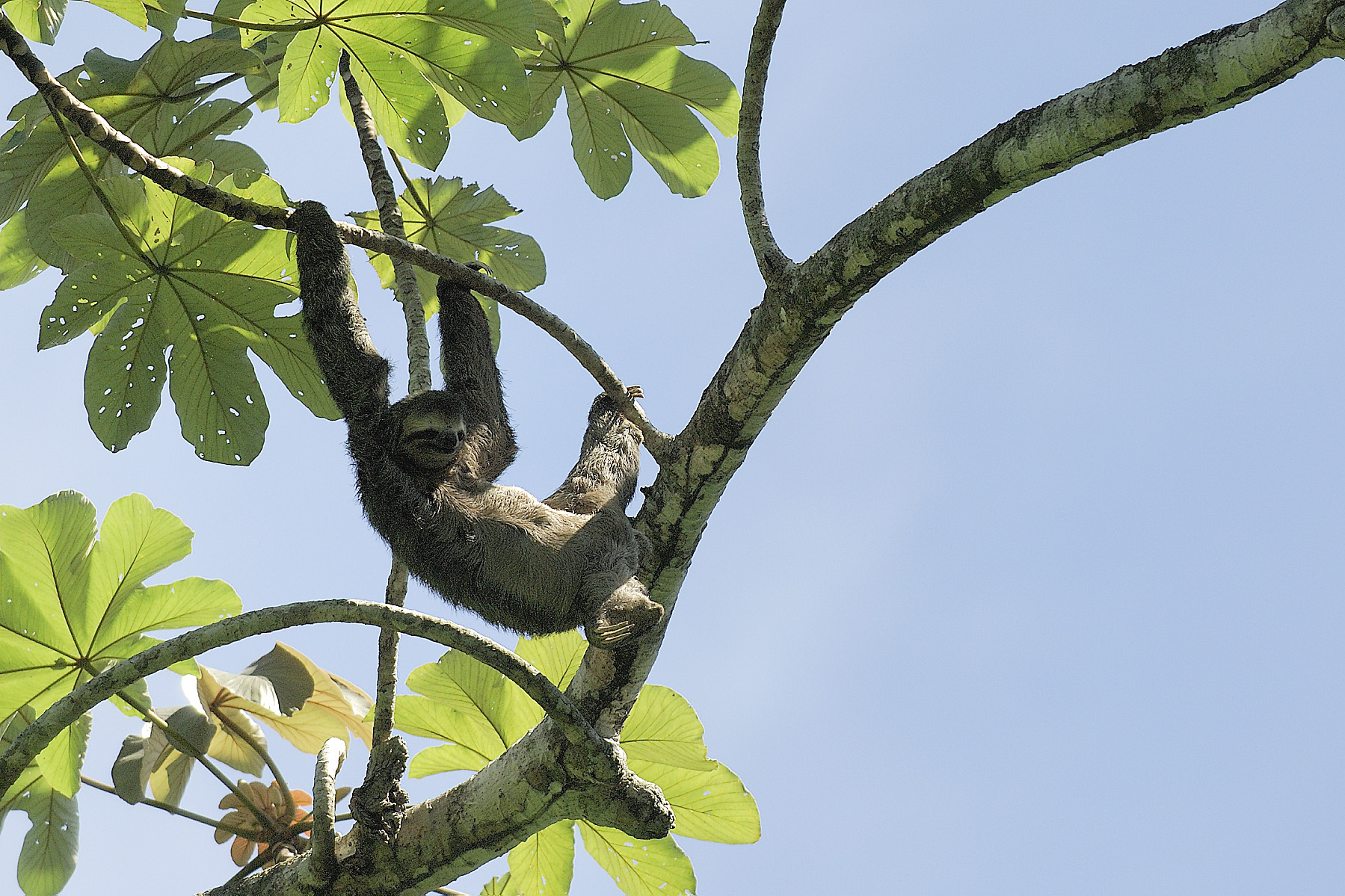 Sloths were easily visible in the trees in Manual Antonio Park. And they don't "run away" because they move so slowly! With algae growing on them and the sun shining down, they often just appear to look like "clumps of leaves" in the shadows at the tops of trees.