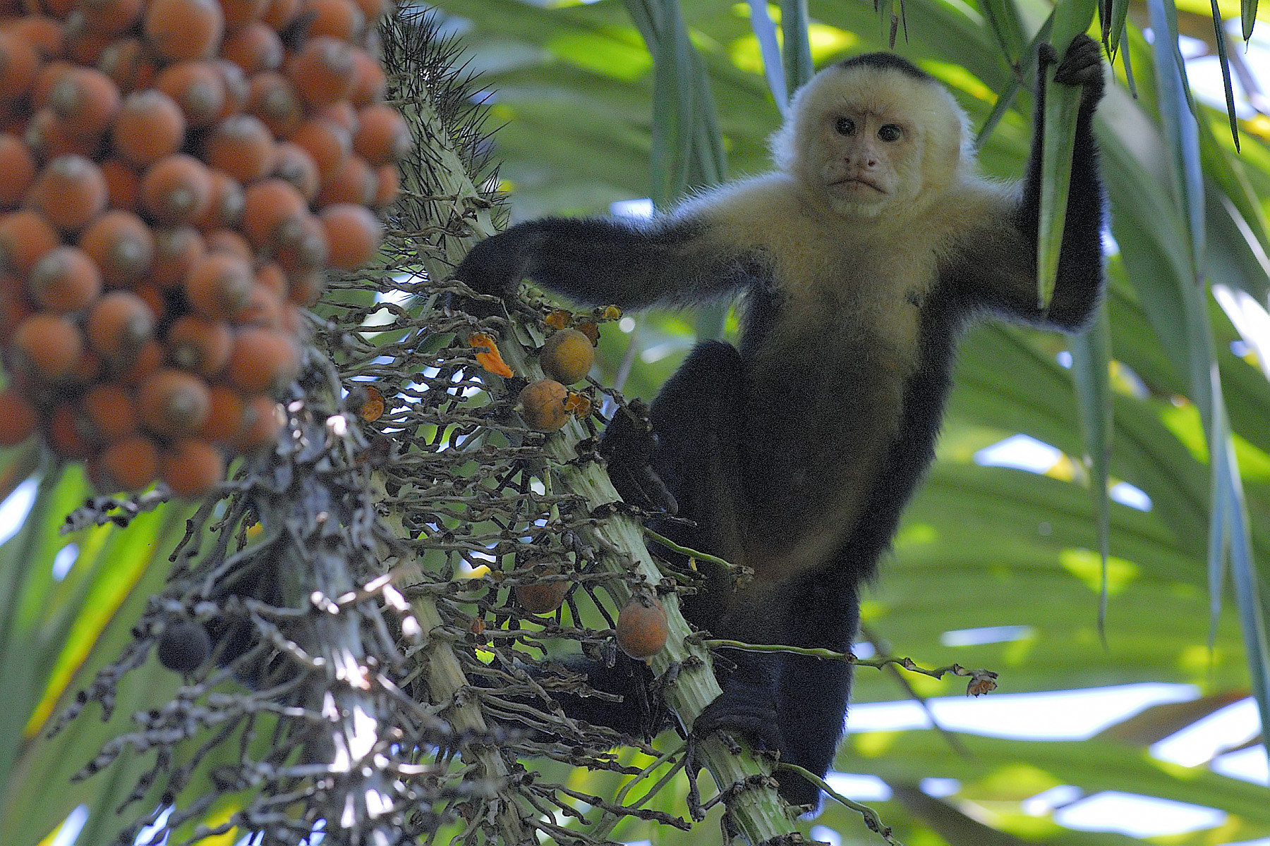 The monkeys at PMA were ready for their close ups! A bit aggressive and very expressive, they were fun to photograph, but we had to work to avoid them contacting us and watch our day bags carefully!