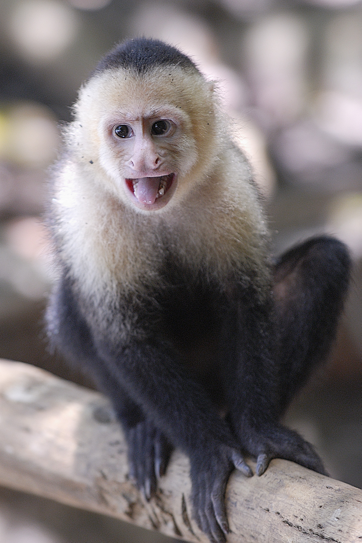 These Capuchin monkeys often "yelled" at us along the trail to get our attention (hoping to get us to feed them)
