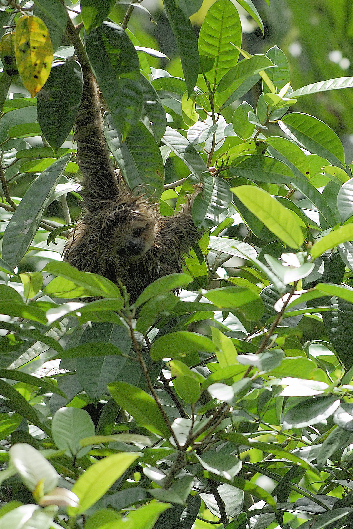 A sloth hiding in some foliage