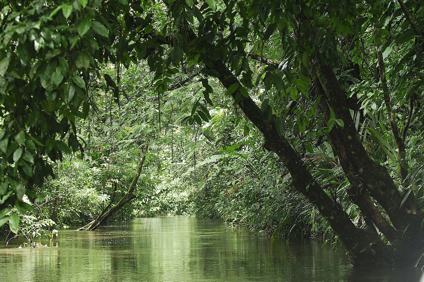 The canopy over the canals looks like a real life "Jungle Cruise"