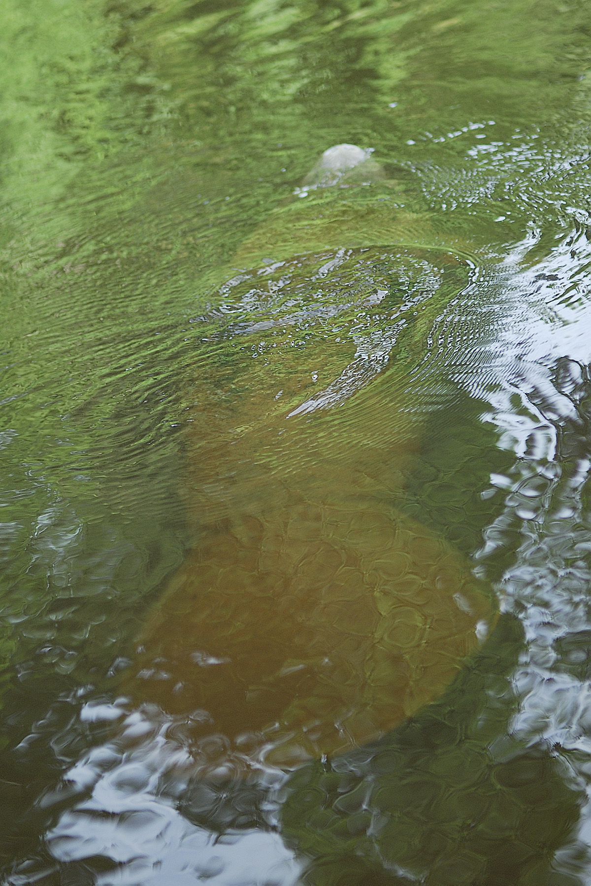 A baby manatee