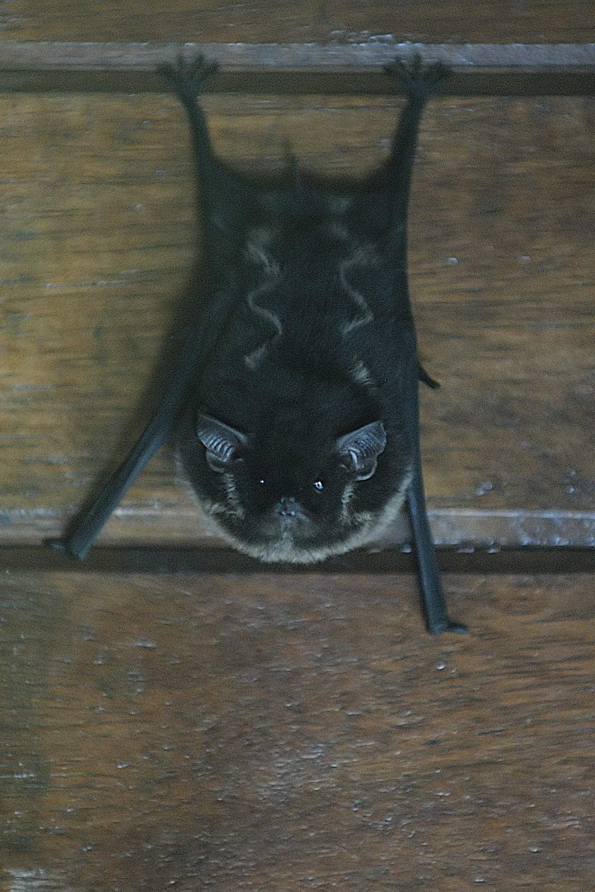 One of the icons of scary on Halloween is the bat. This tiny bat in Costa Rica and his brethren were sleeping the day away on the wall of our eco lodge. Lots of people find bats terrifying, but I think he's pretty cute, and most of them eat the bugs that are really scary!! 