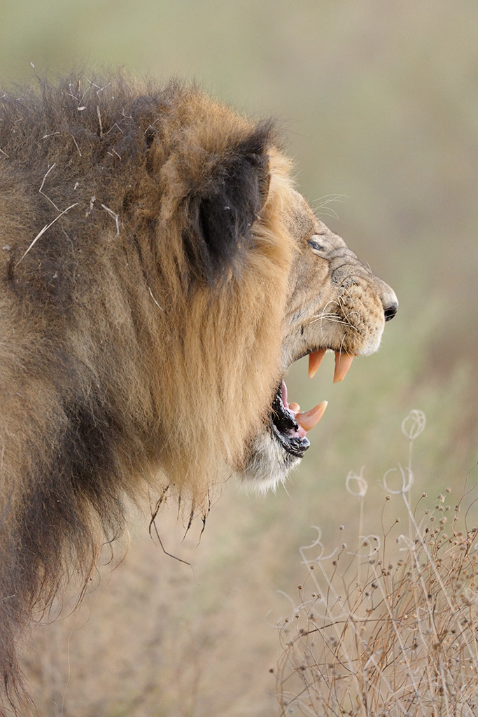 More teeth! A lion at Duma Tau camp in Botswana