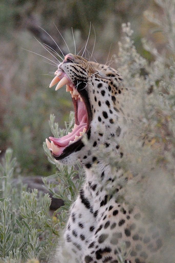 Those Teeth! A leopard at Duma Tau camp in Botswana. The rule on safari is to stay in the truck, and these predators will ignore human visitors, while hunting.