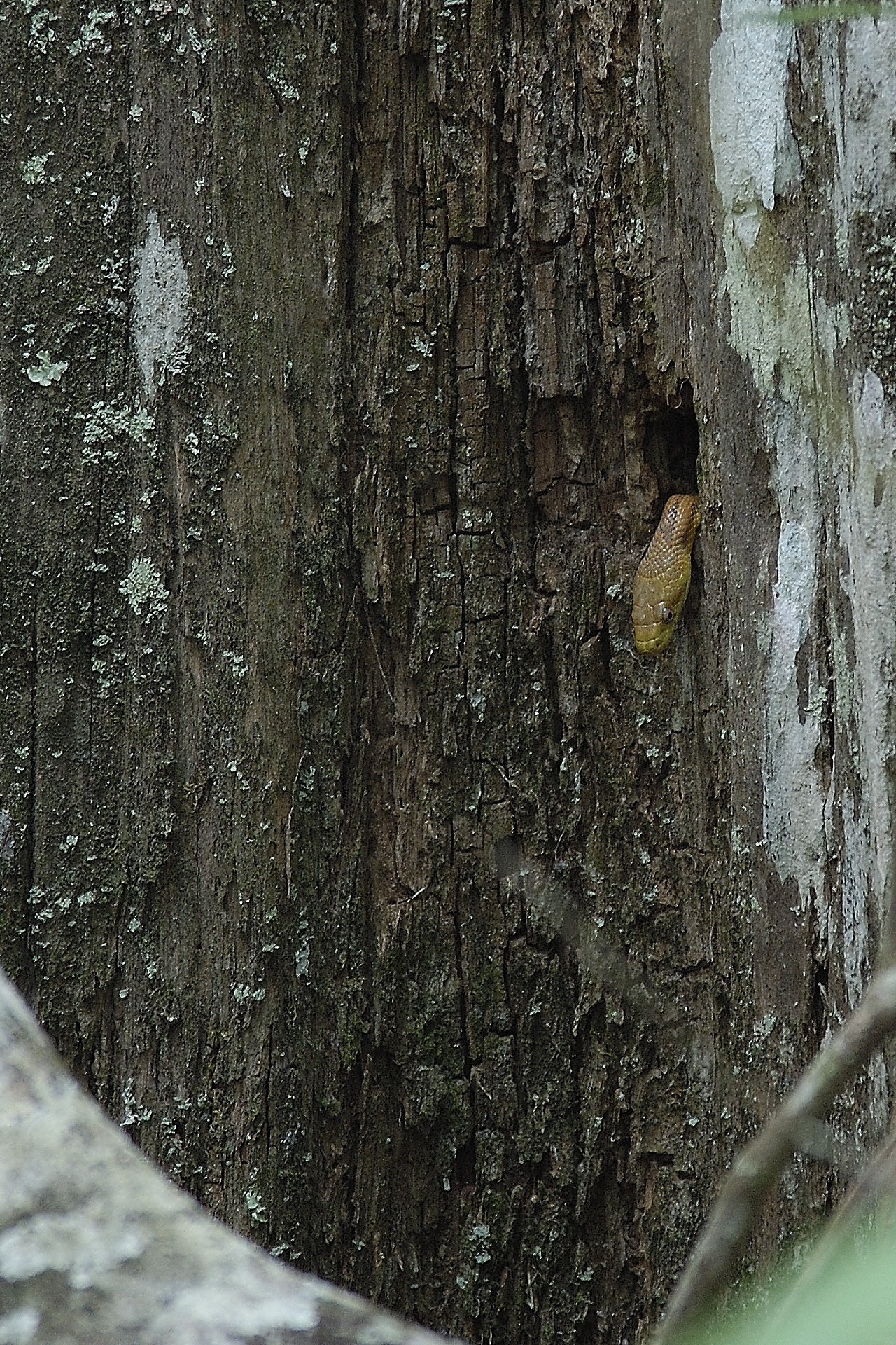 Some people find snakes scary, but I know they are like most wild animals, shy and they try to avoid people. This one was at the Cypress Knee Swamp in Southwest FL 