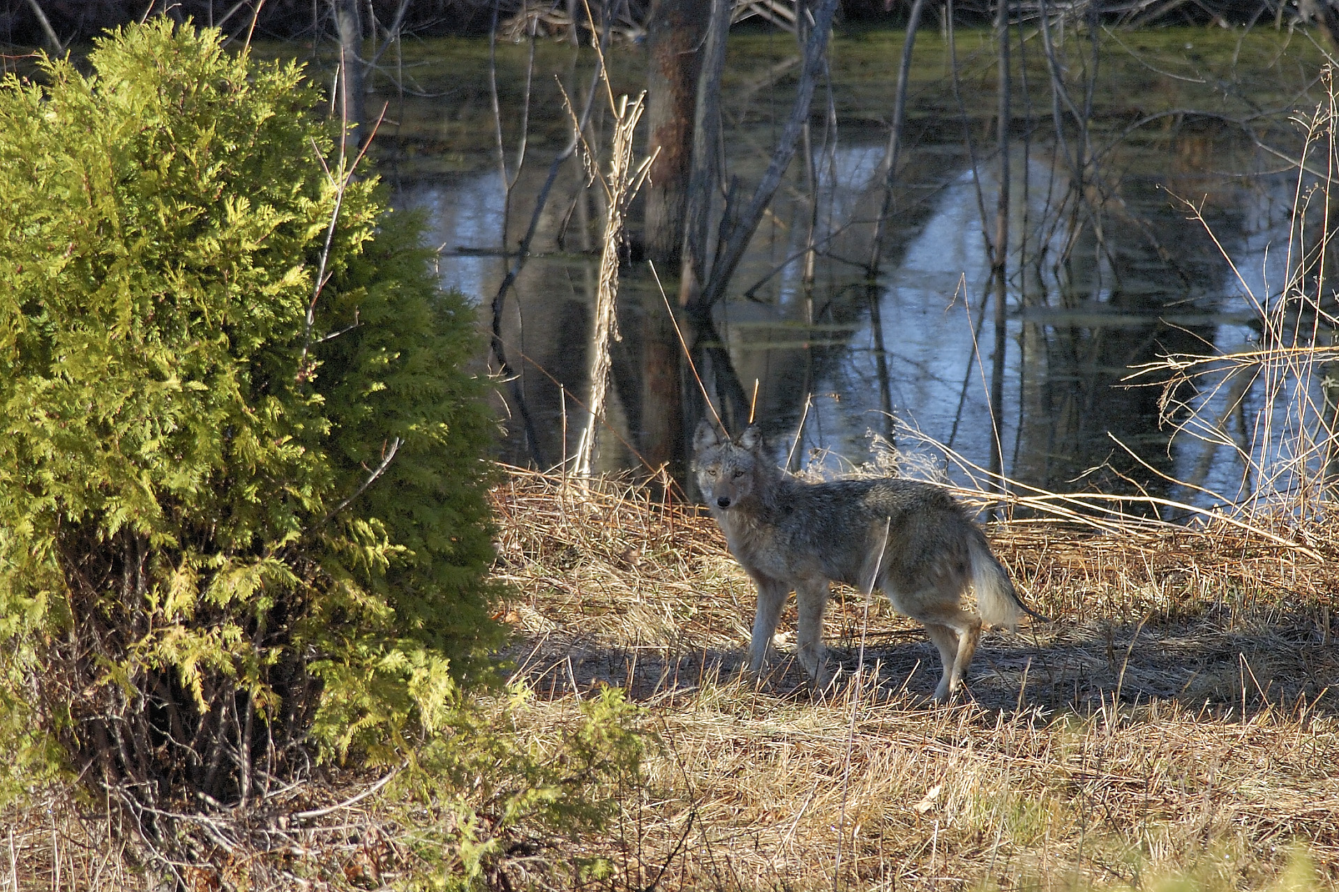 We didn't even need to go far to see this scary site...a coyote in our back yard! They sound scary when they howl at night, but when we howl back, they run off every time!