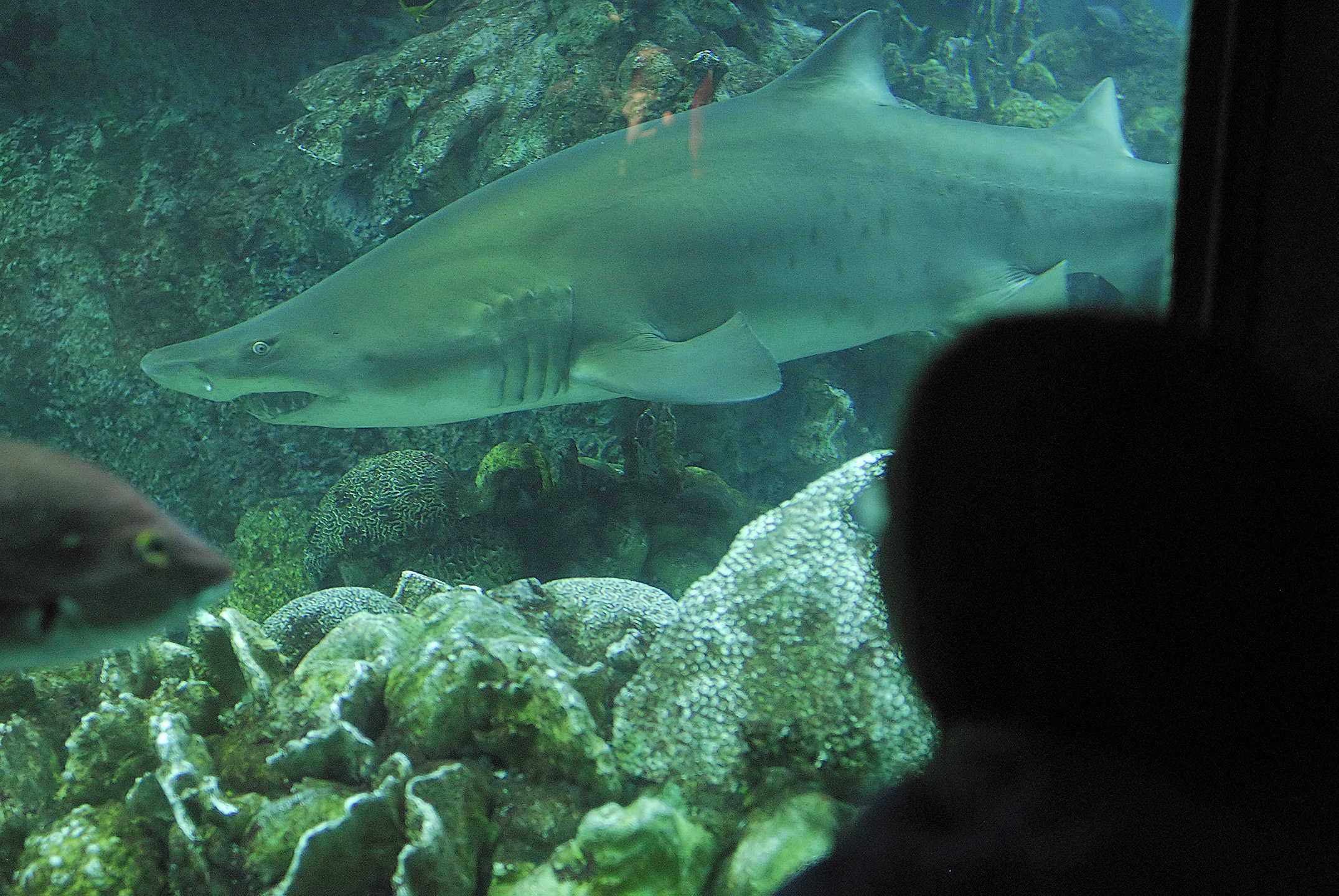 Sharks! This one was safely in a tank at the New England Aquarium in Boston. 