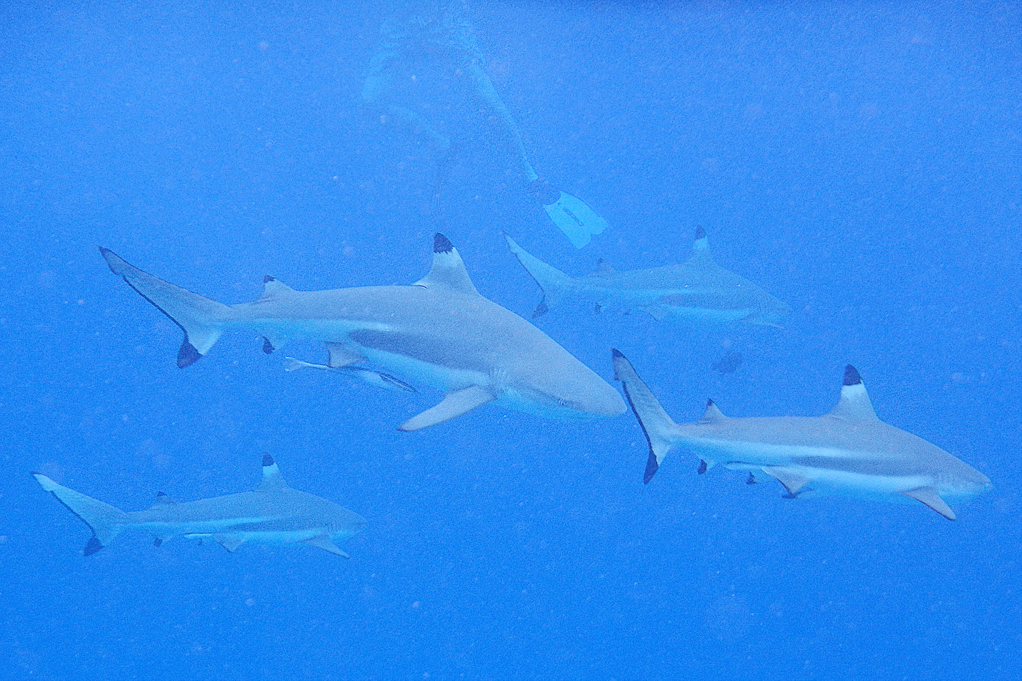 However there was no glass between us and these black finned sharks in Bora Bora...just a bit more scary! But we were advised by our local guide that they only eat dead things, so we should just keep swimming! 